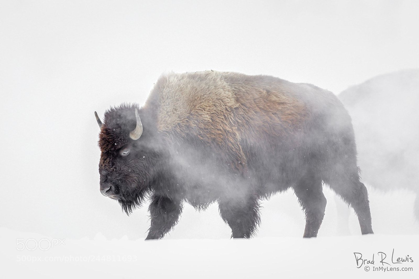 Nikon D5 sample photo. American bison - winters photography