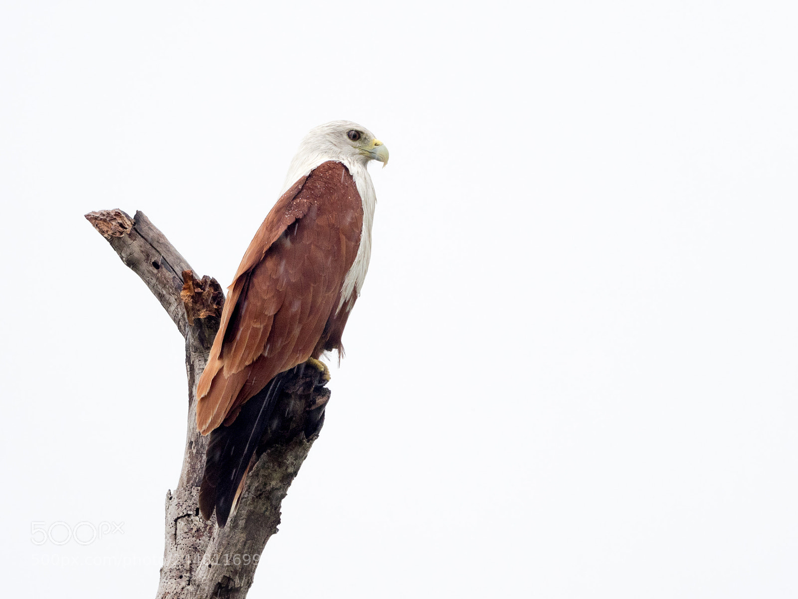 Olympus OM-D E-M1 sample photo. Brahminy kite photography