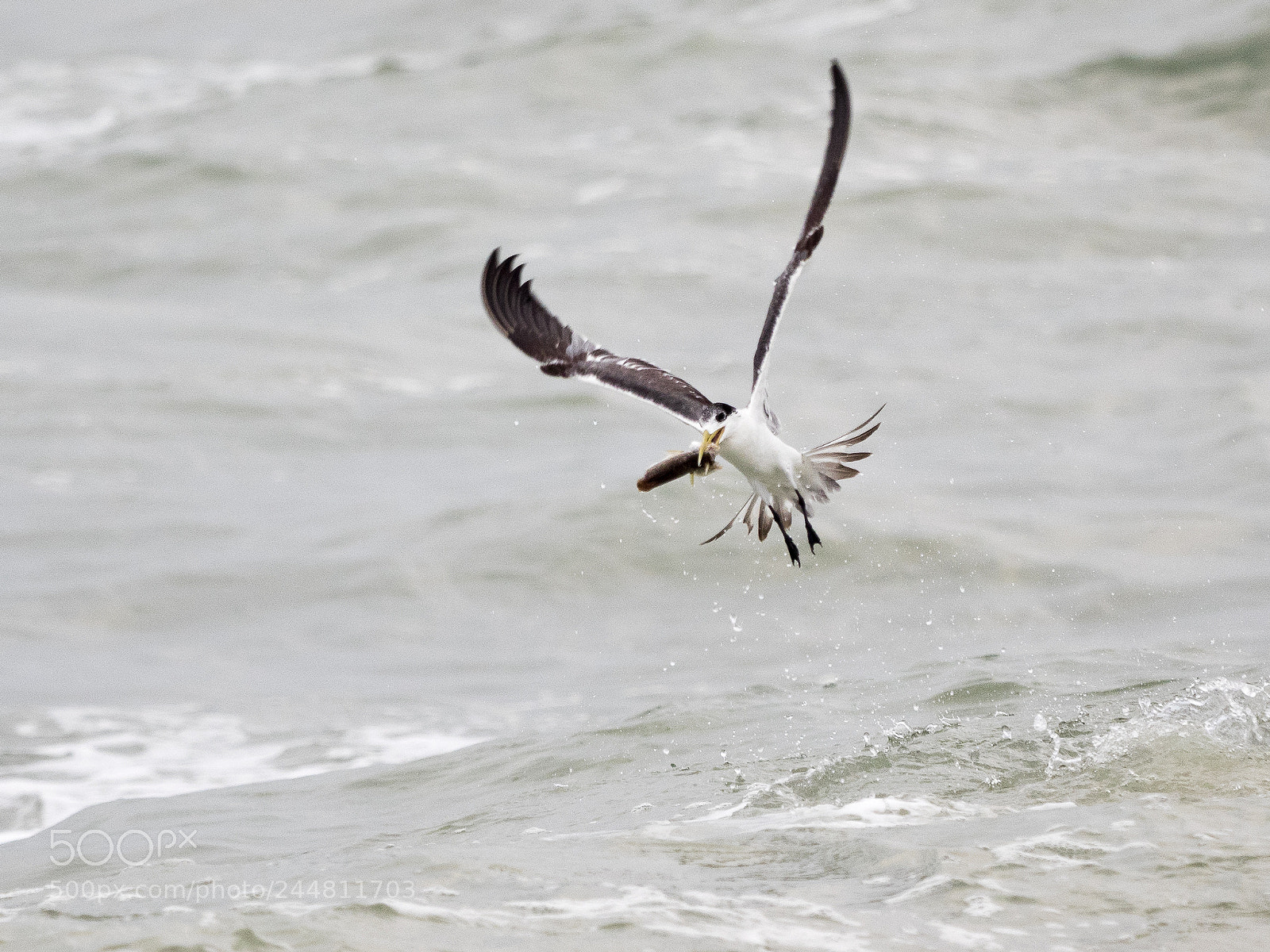 Olympus OM-D E-M1 sample photo. Greater crested tern photography