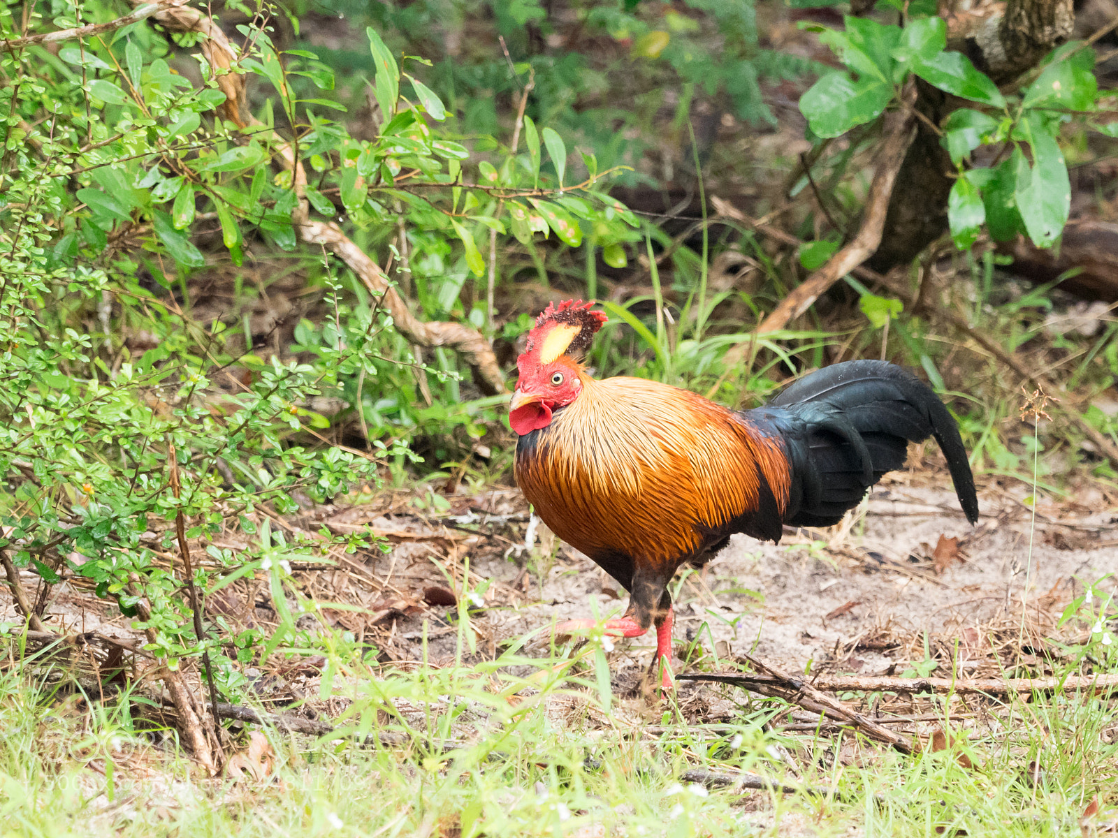 Olympus OM-D E-M1 sample photo. Jungle fowl photography