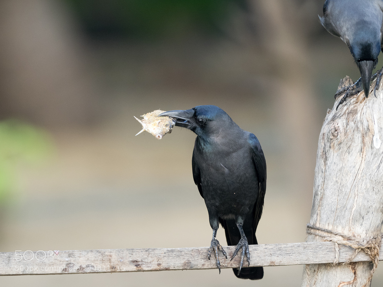 Olympus OM-D E-M1 sample photo. Indian house crow photography