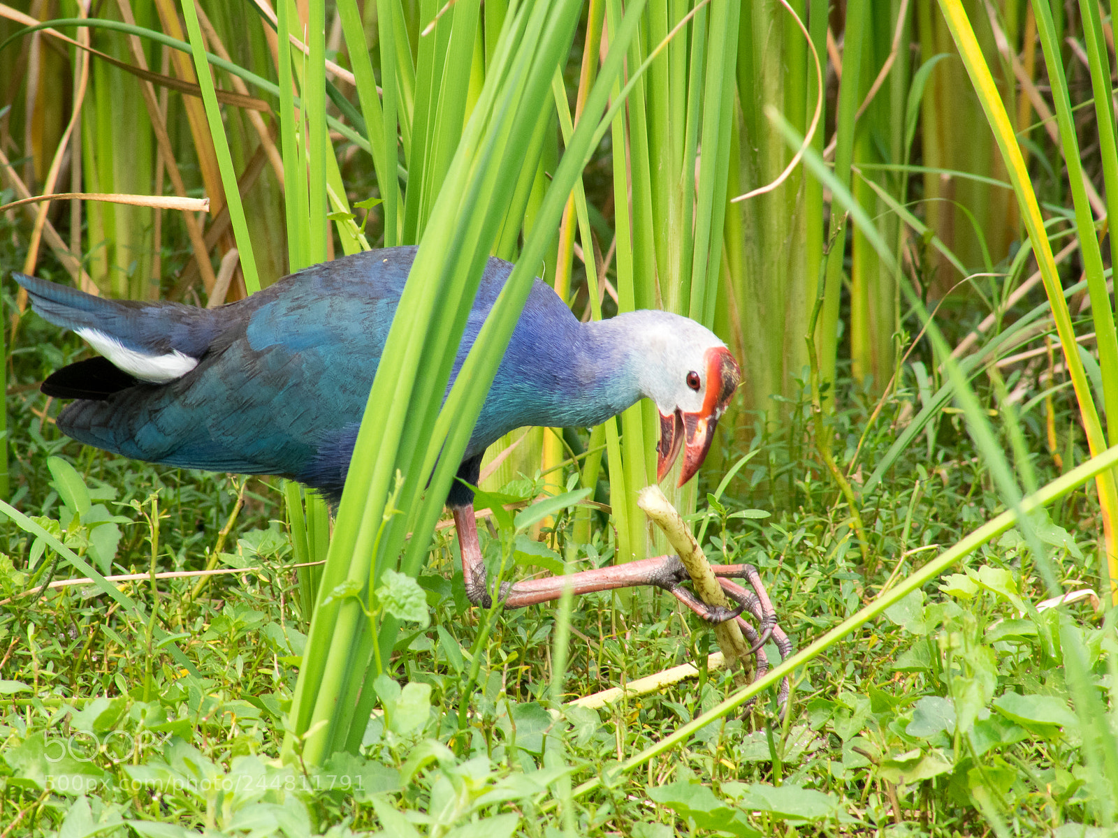Olympus OM-D E-M1 sample photo. Grey-headed swamphen photography