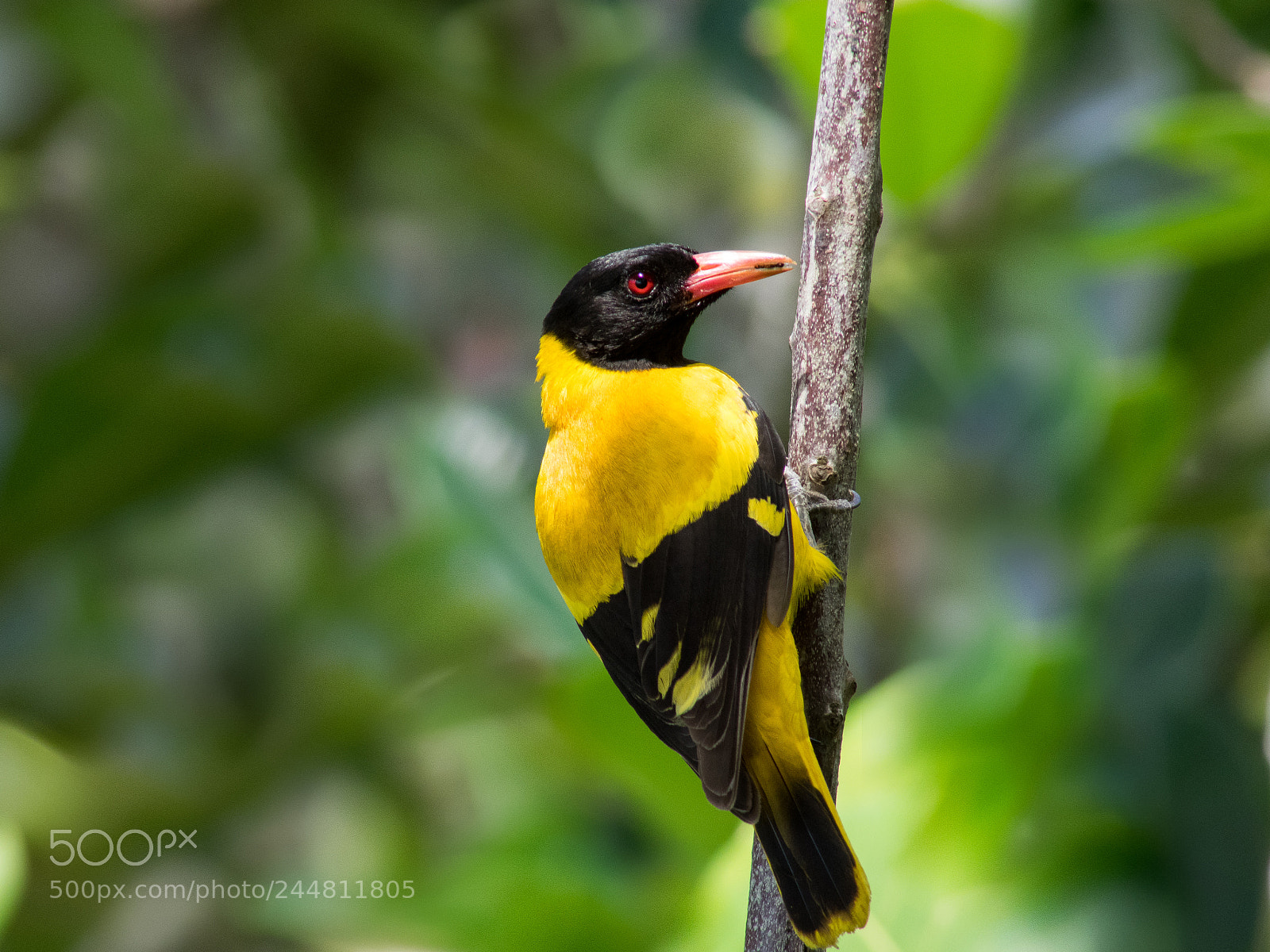Olympus OM-D E-M1 sample photo. Black-hooded oriole photography