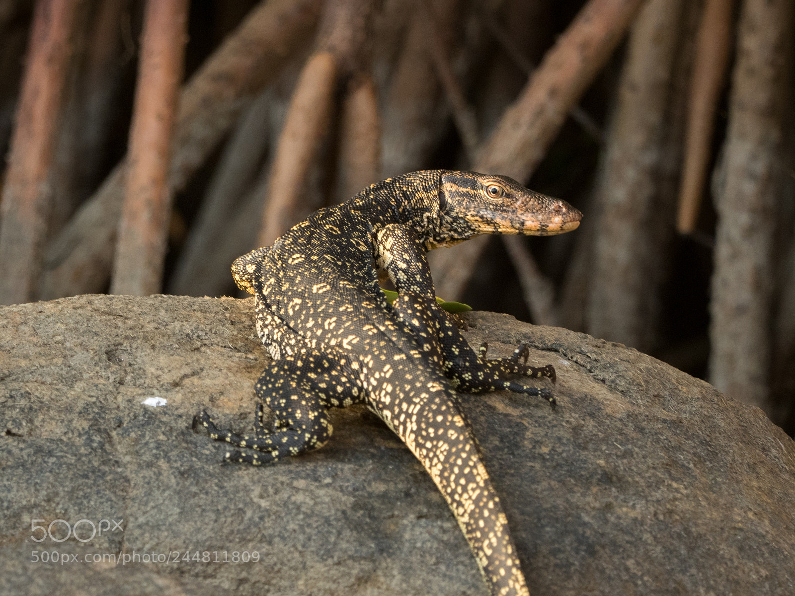 Olympus OM-D E-M1 sample photo. Water monitor photography