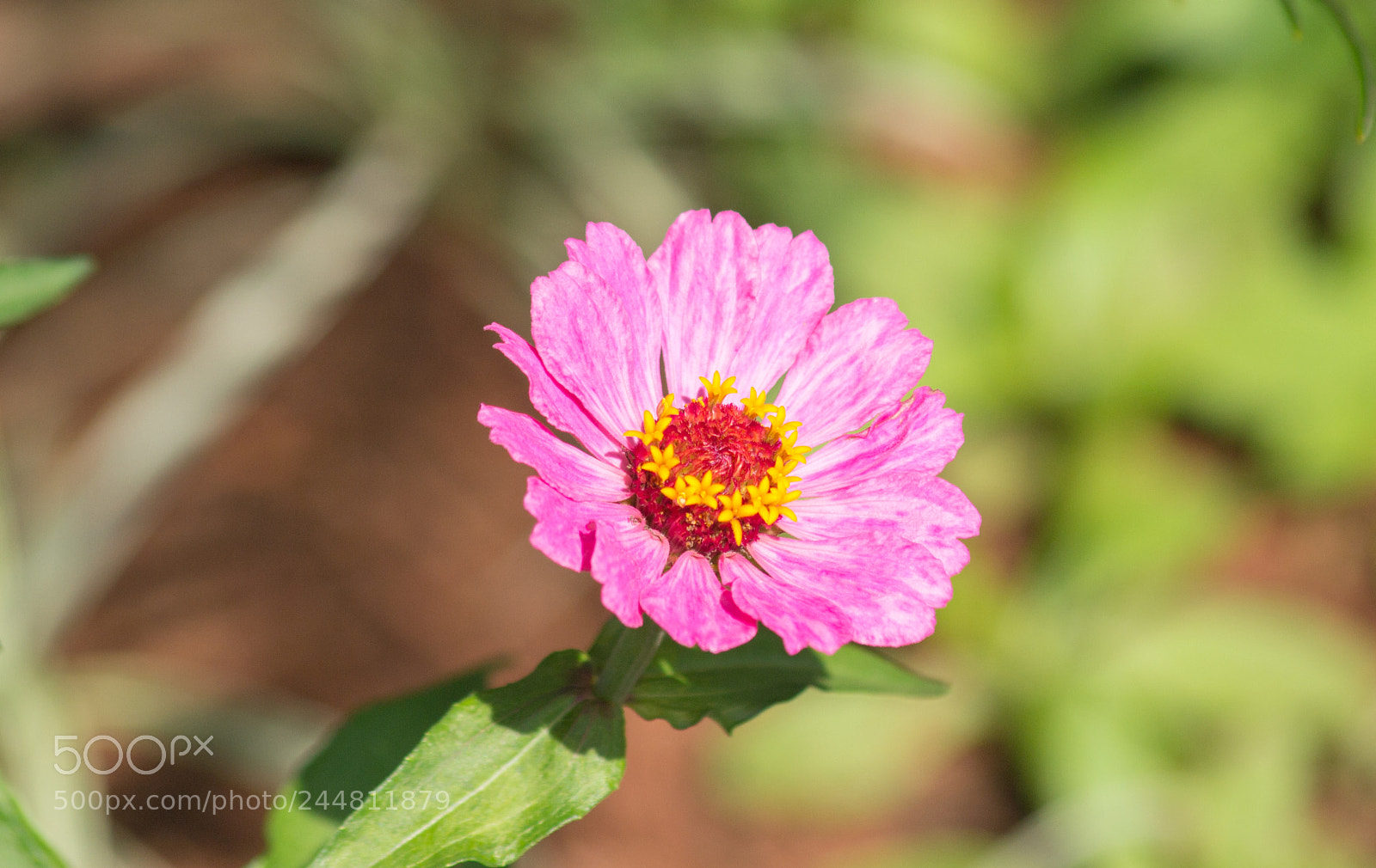 Nikon D3100 sample photo. Flower photography