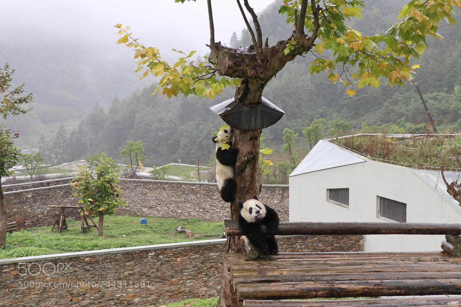 Canon EOS M6 sample photo. Lovely panda in wolong photography