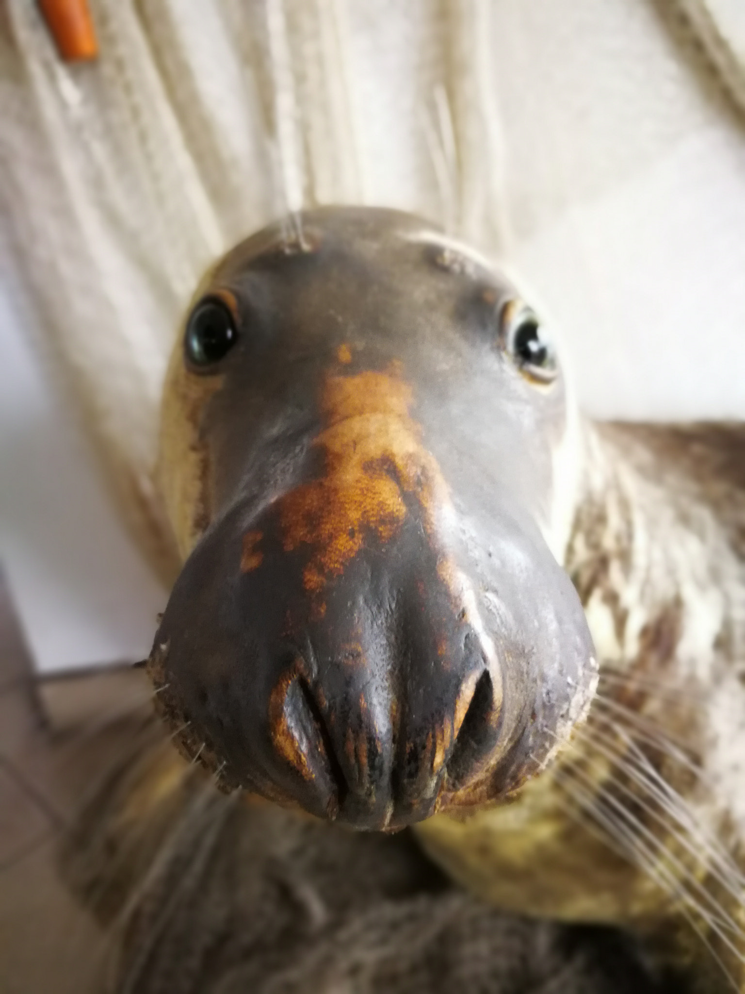 HUAWEI Mate 9 Pro sample photo. Seal, really? photography