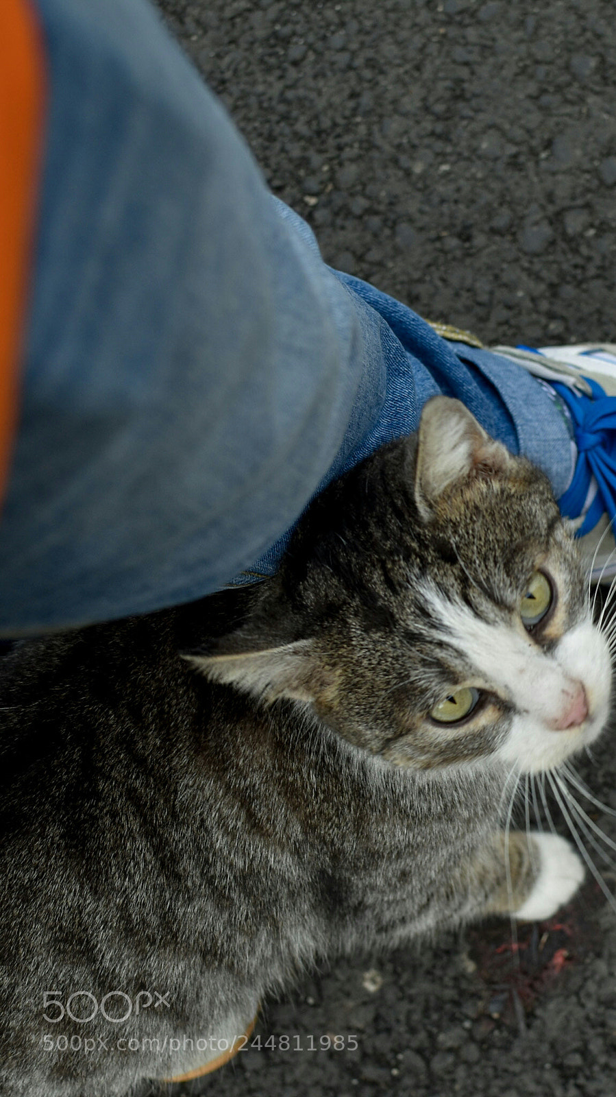 Nikon D5500 sample photo. Cat photography