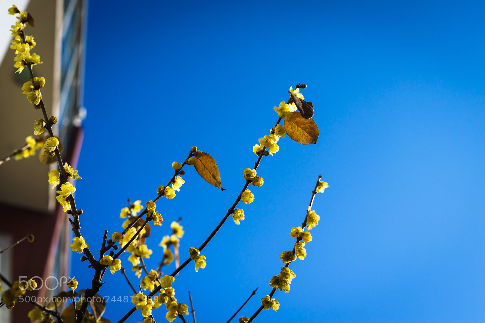 Sony a7 sample photo. Untitled photography