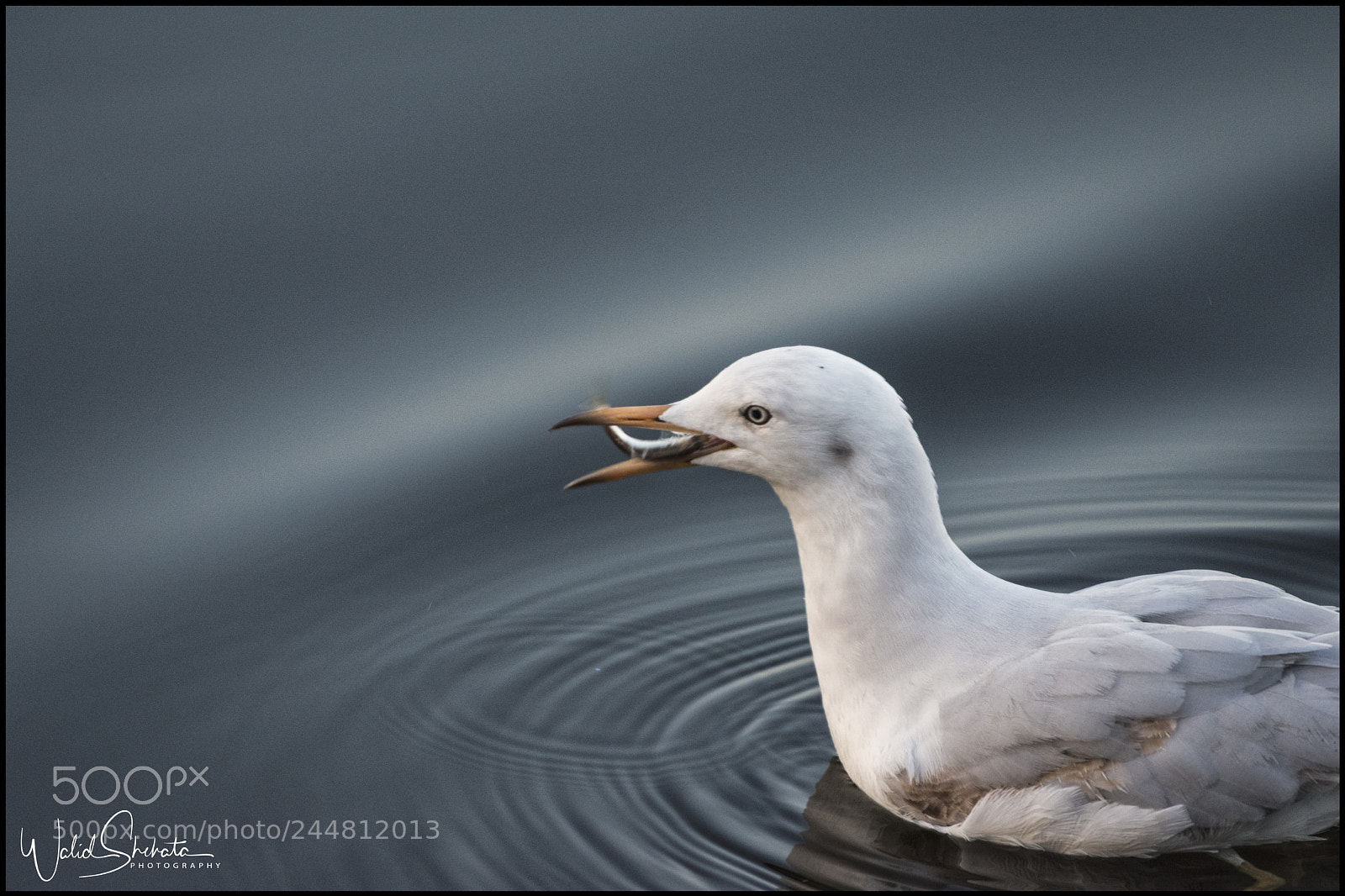 Nikon D5500 sample photo. Swan eating fish photography