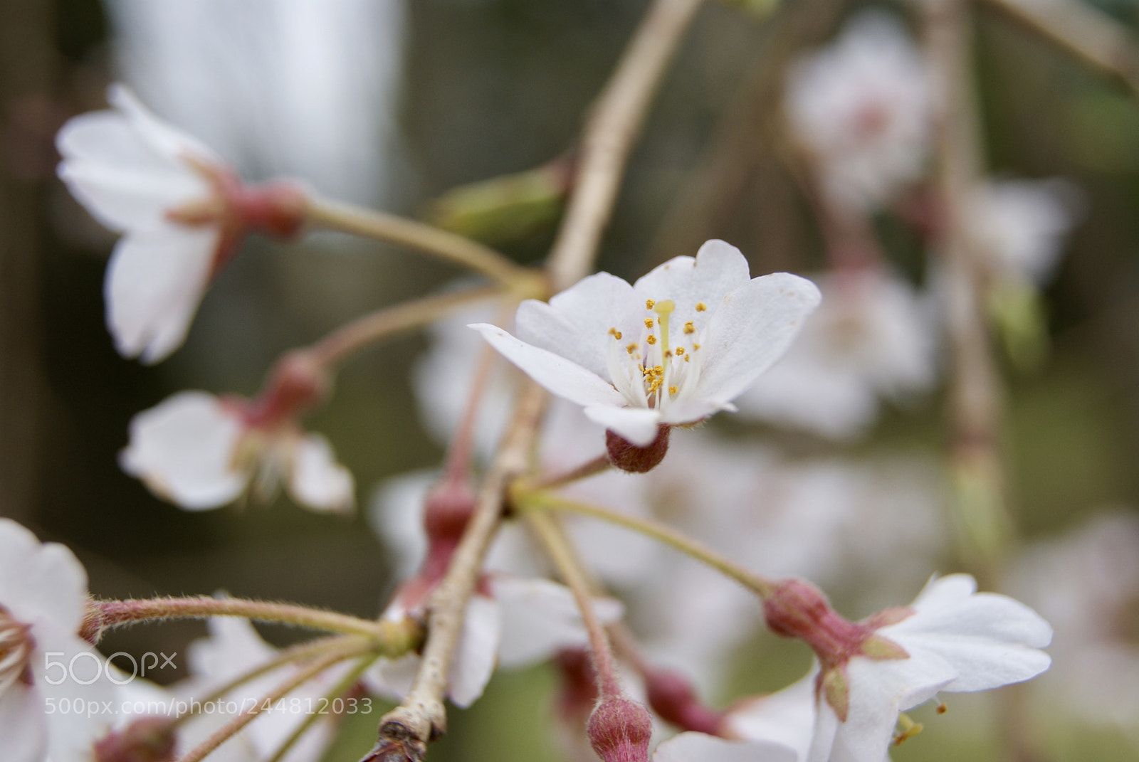 Sony Alpha DSLR-A330 sample photo. 桜 photography