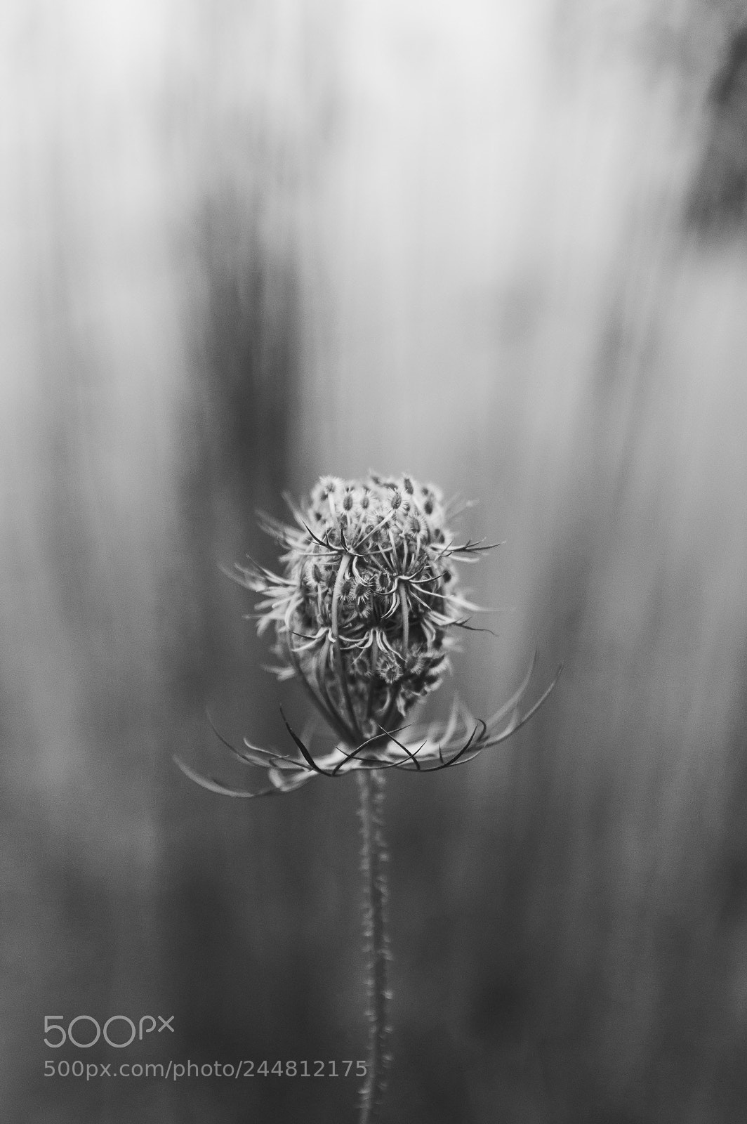 Nikon D3200 sample photo. Daucus carota photography
