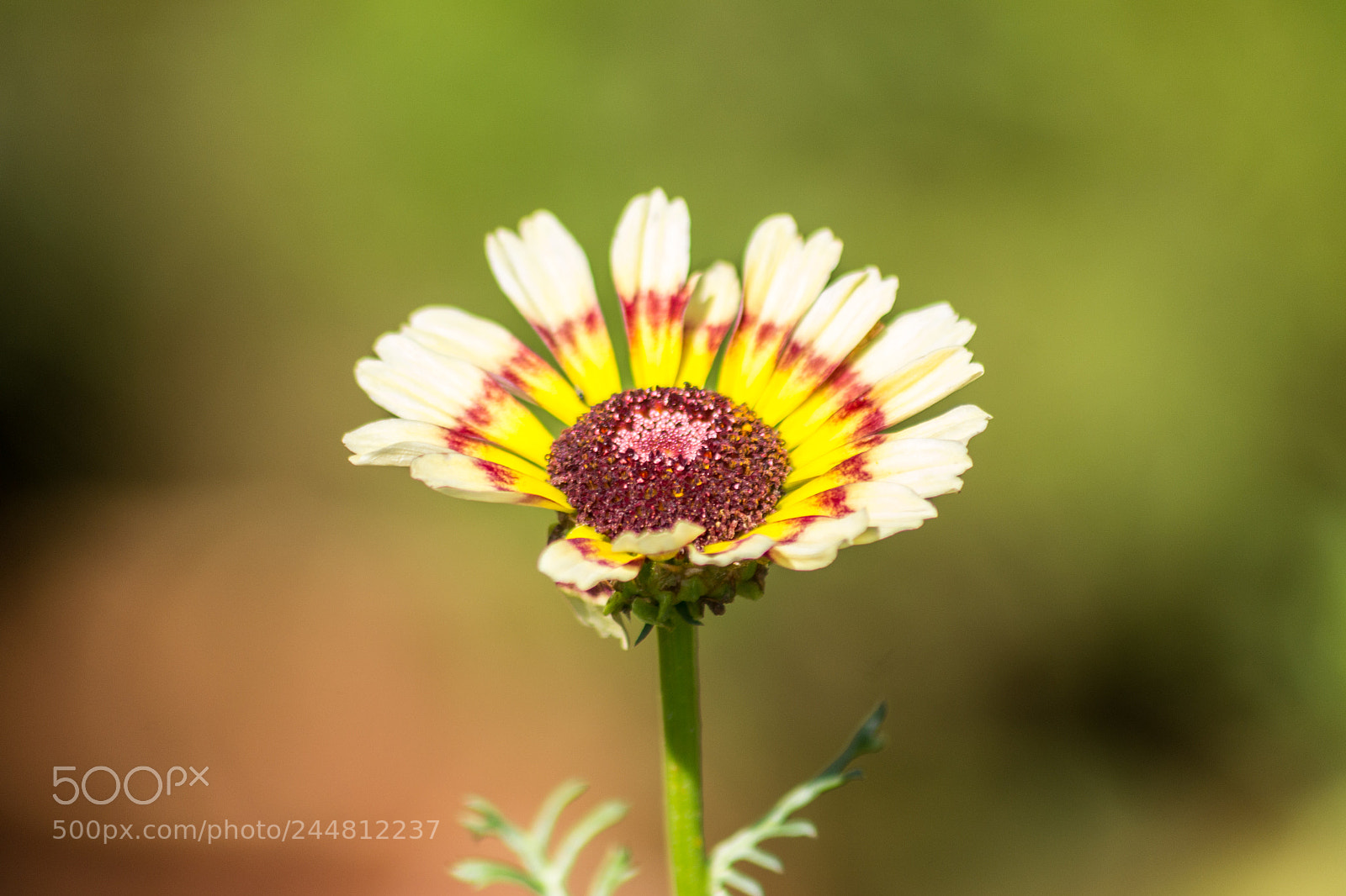 Nikon D3100 sample photo. Flower photography