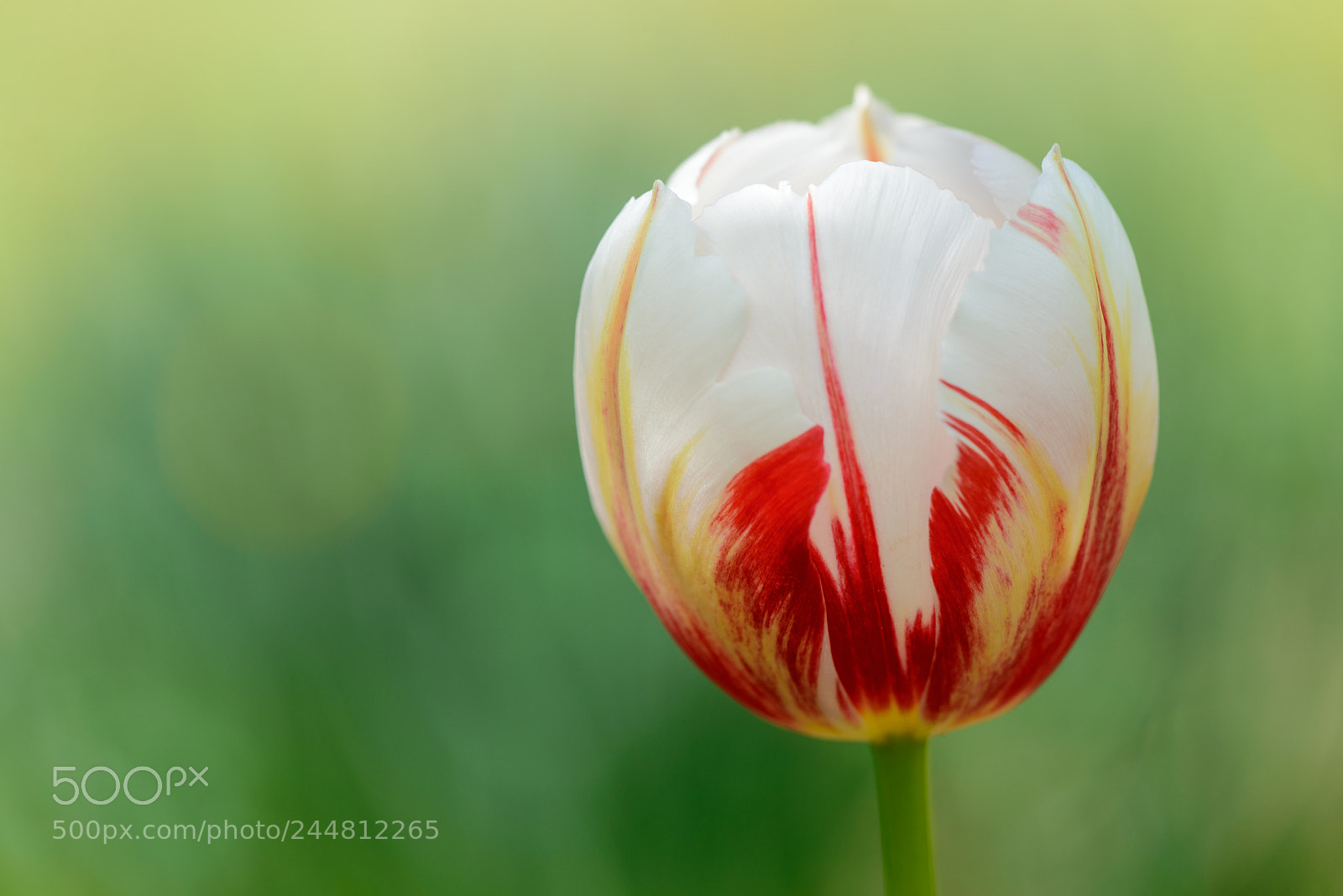 Nikon D600 sample photo. Tulip flower photography