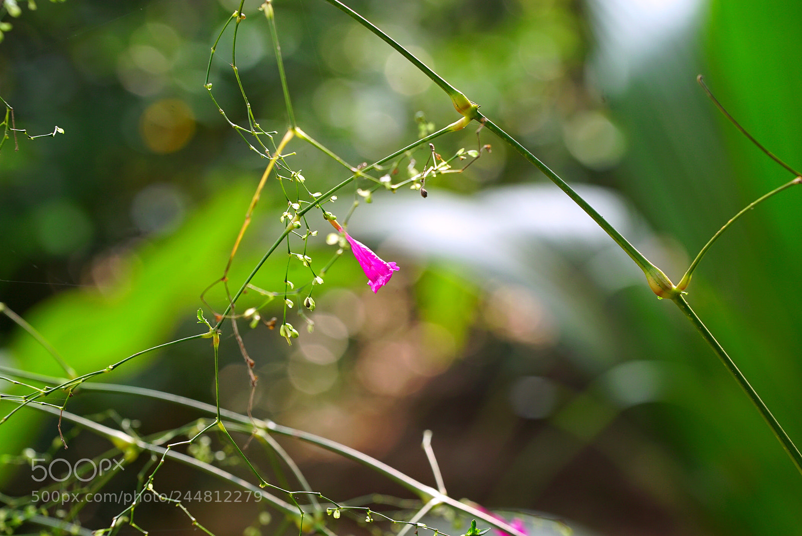 Sony a7S II sample photo. Macro-flower-bloom photography
