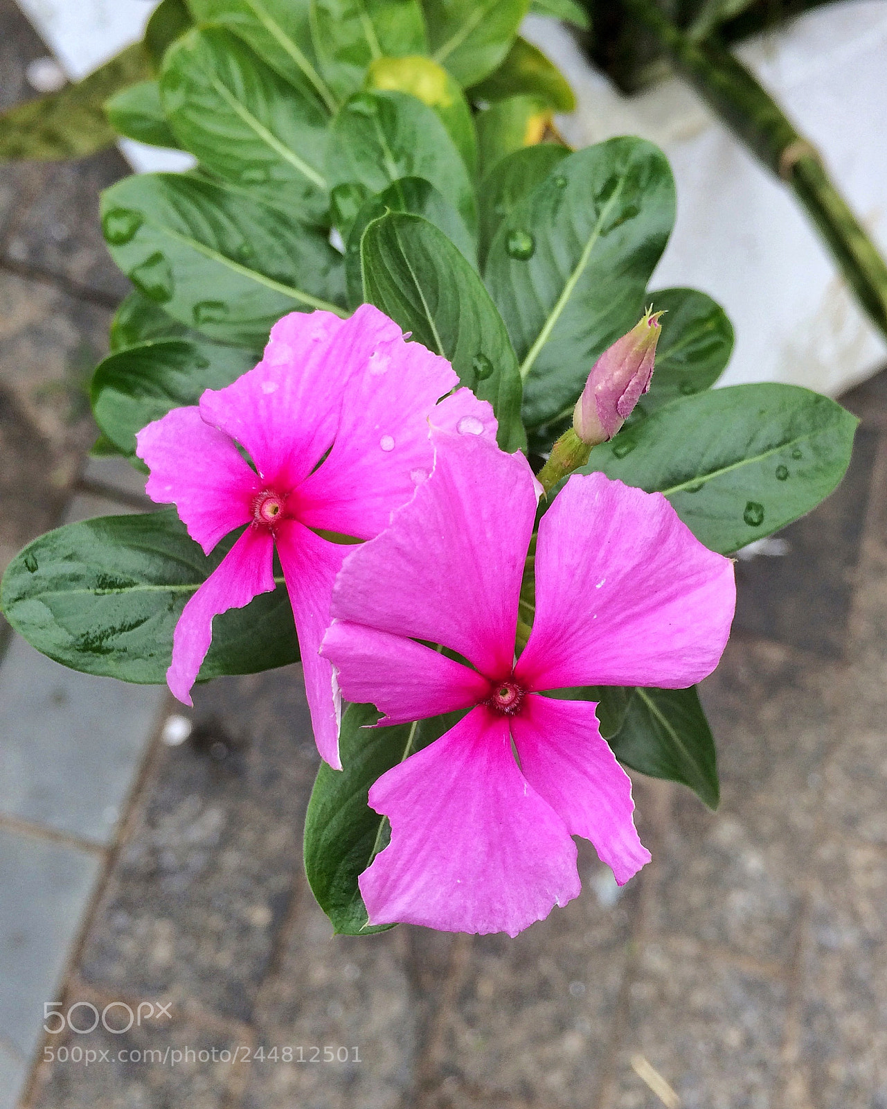 Apple iPhone 5s sample photo. Untitled photography
