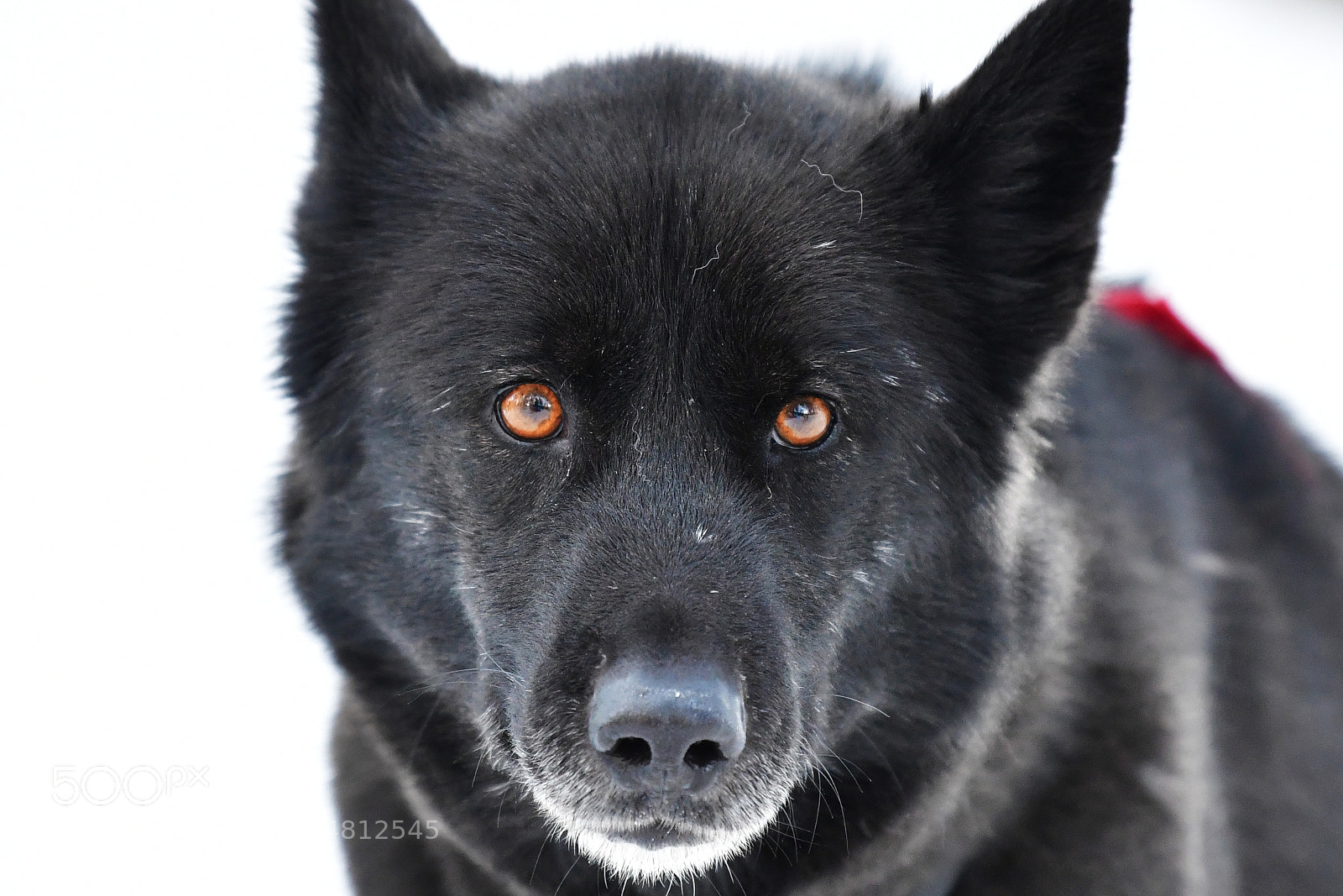 Nikon D500 sample photo. T'aaska.jpg photography