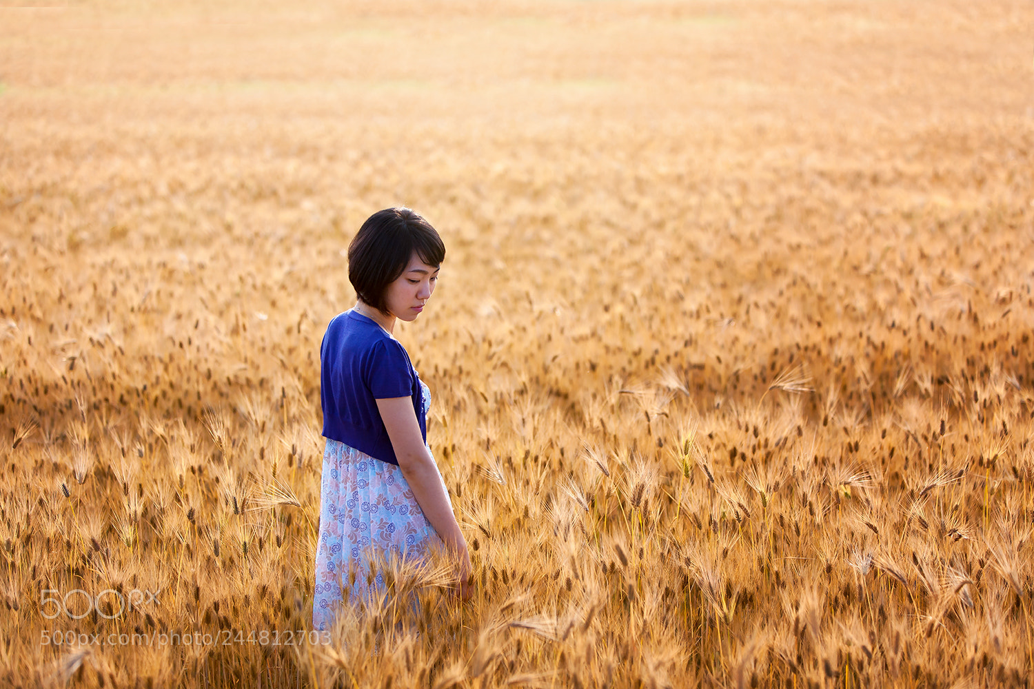 Canon EOS 5D sample photo. 보리밭사이로 photography