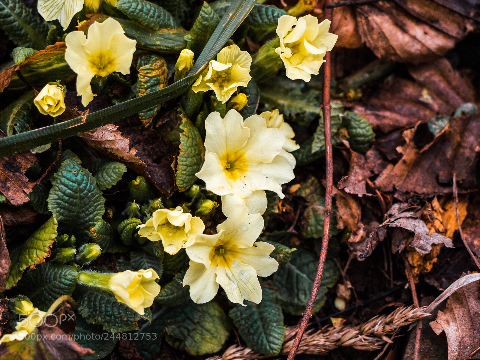 Olympus OM-D E-M10 sample photo. Yellow cluster photography