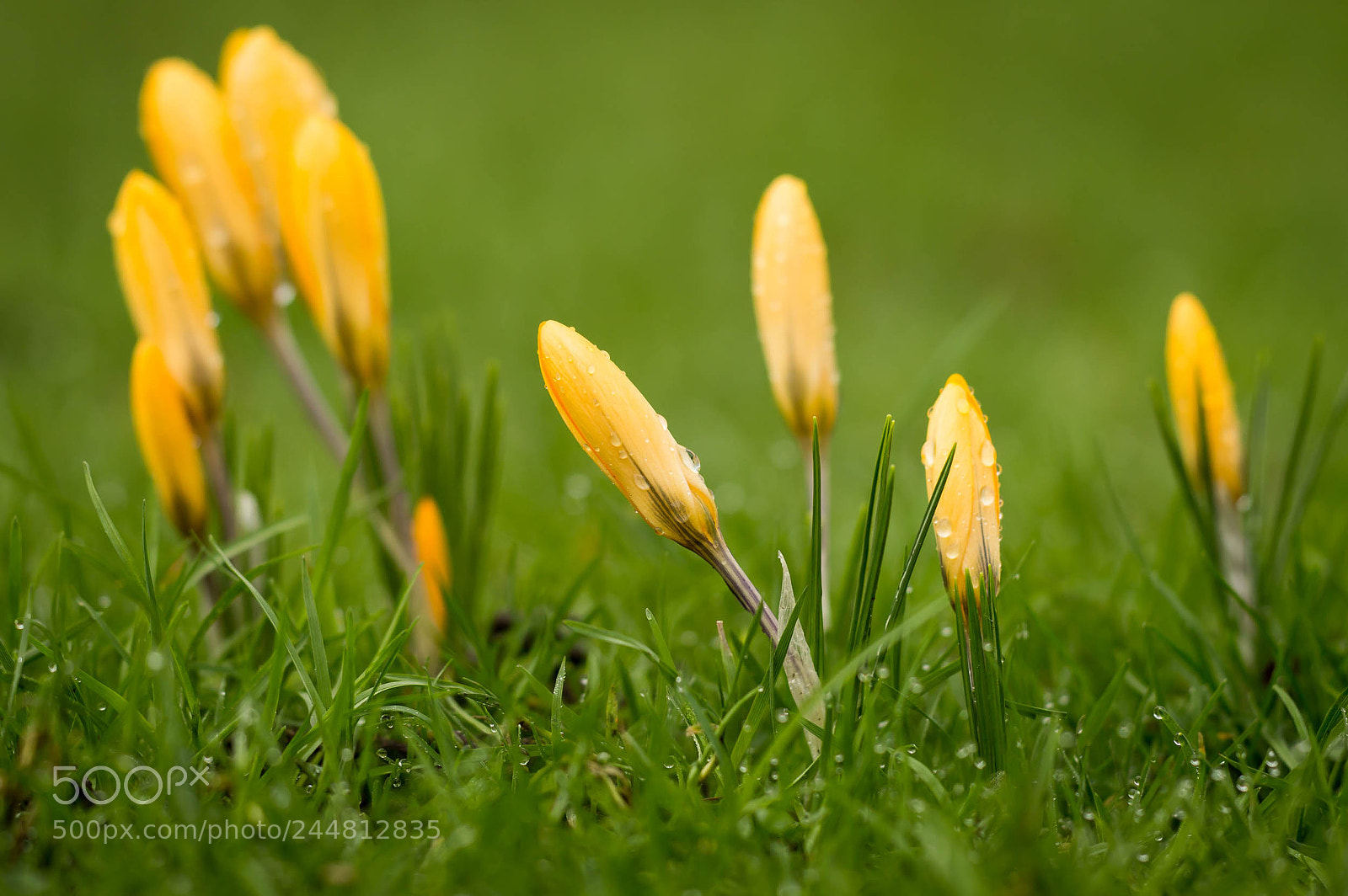 Nikon D3200 sample photo. Krokus photography