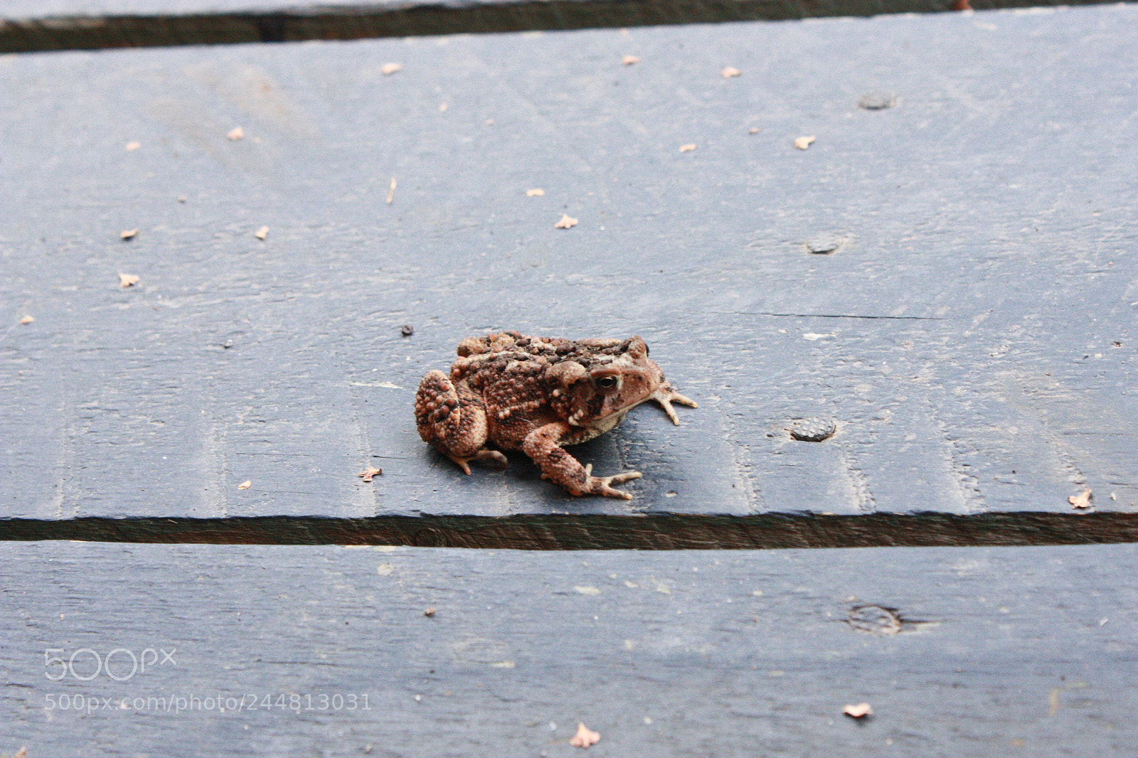 Canon EF-S 18-55mm F3.5-5.6 IS sample photo. Frog photography