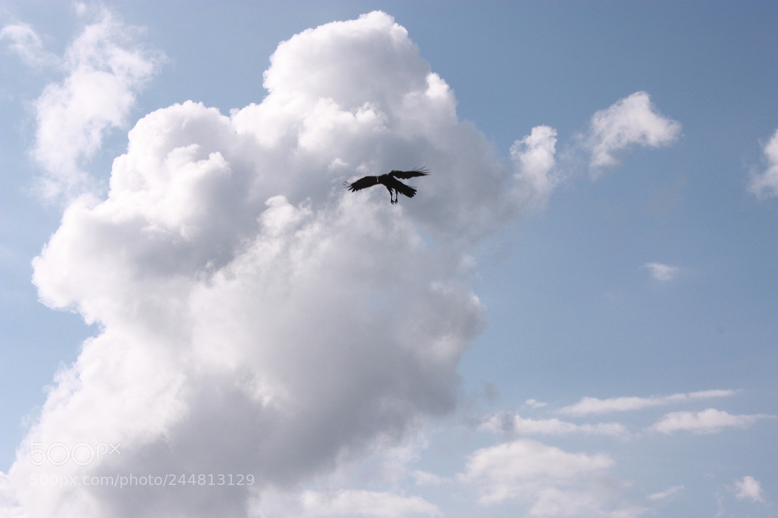 Canon EF-S 18-55mm F3.5-5.6 IS sample photo. Crow flying photography