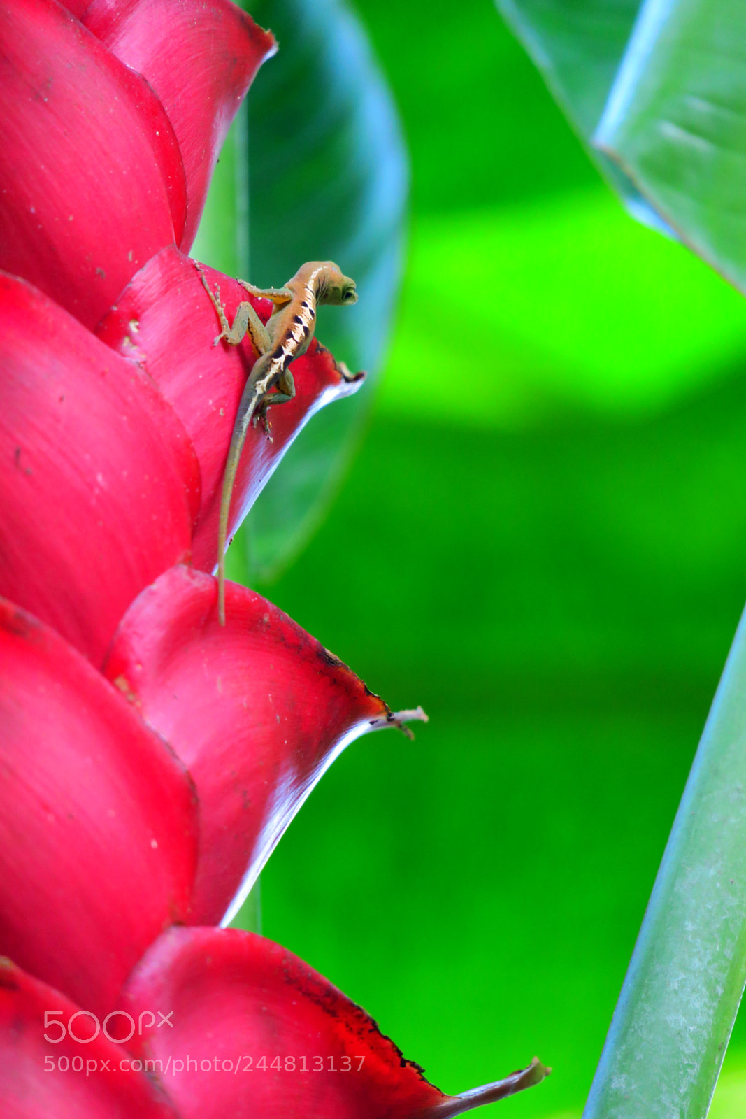 Canon PowerShot G3 X sample photo. Caribbean lizard photography