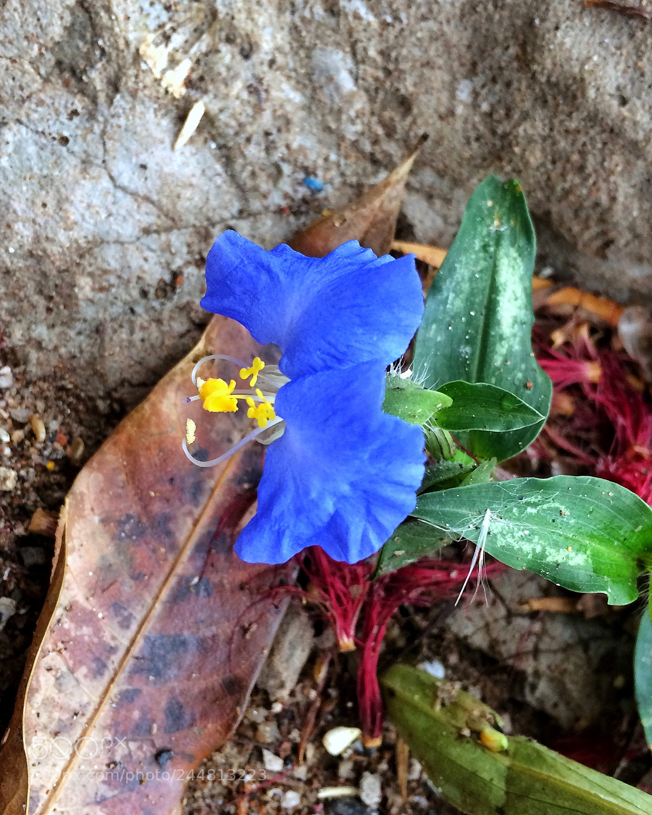 Apple iPhone 5s sample photo. Untitled photography