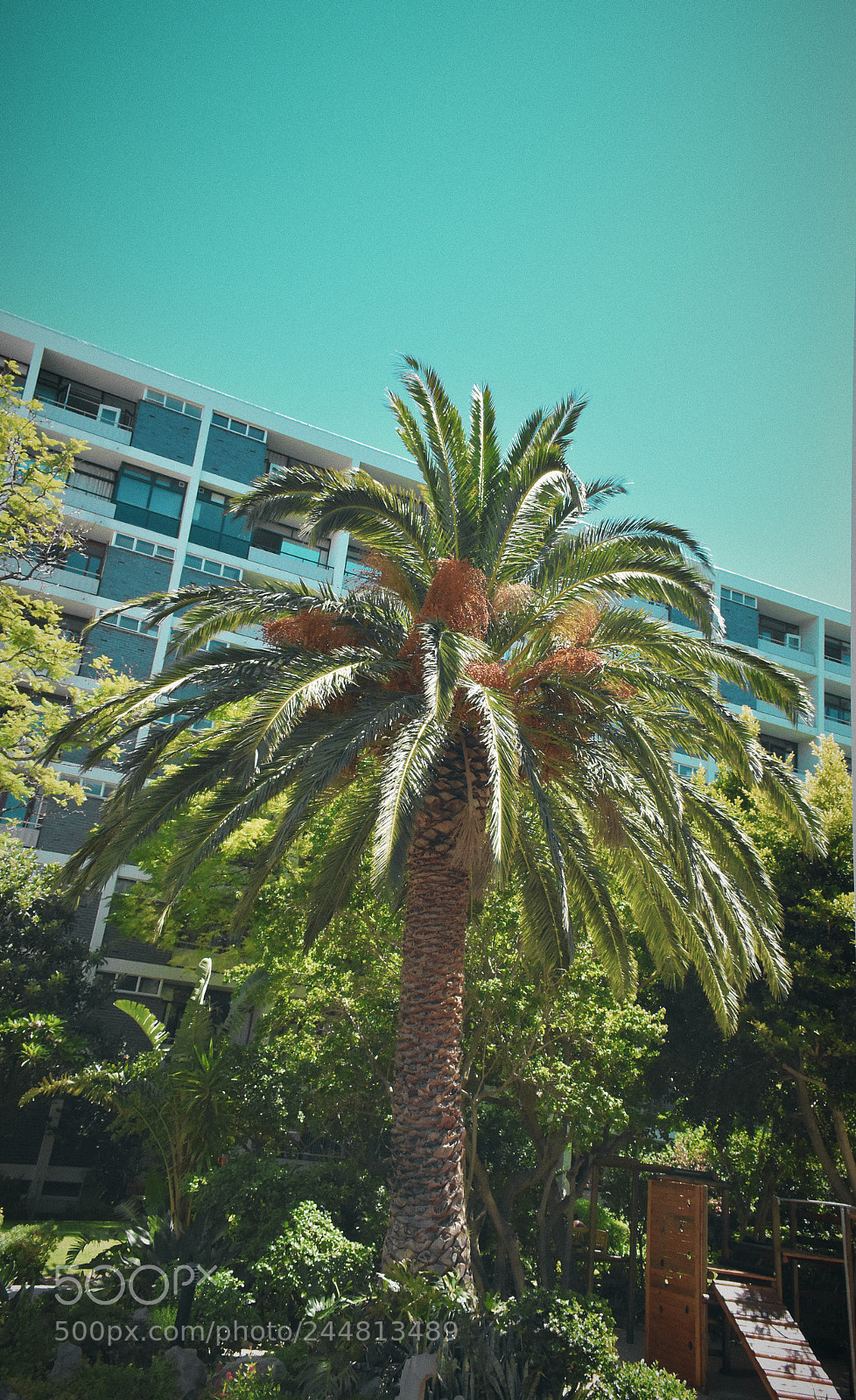 Nikon D3400 sample photo. Palm tree photography