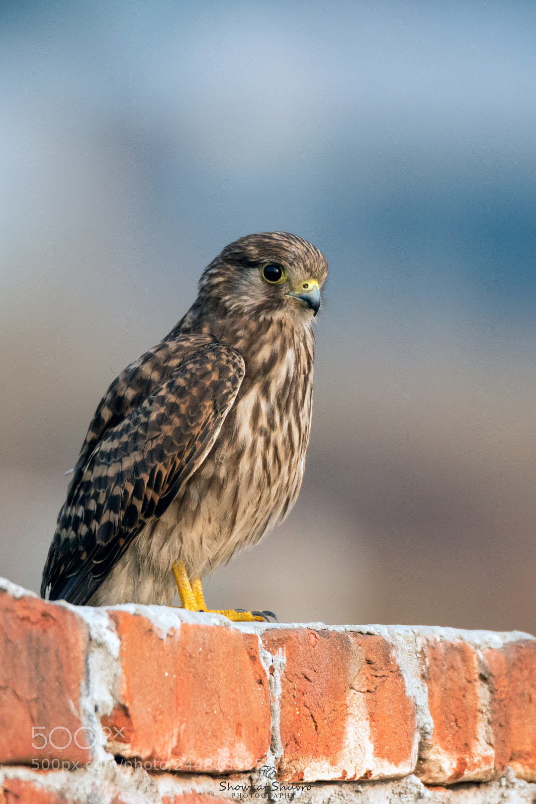 Canon EOS 7D Mark II sample photo. Common kestrel পাতি কেস্ট্রেল ♀ photography
