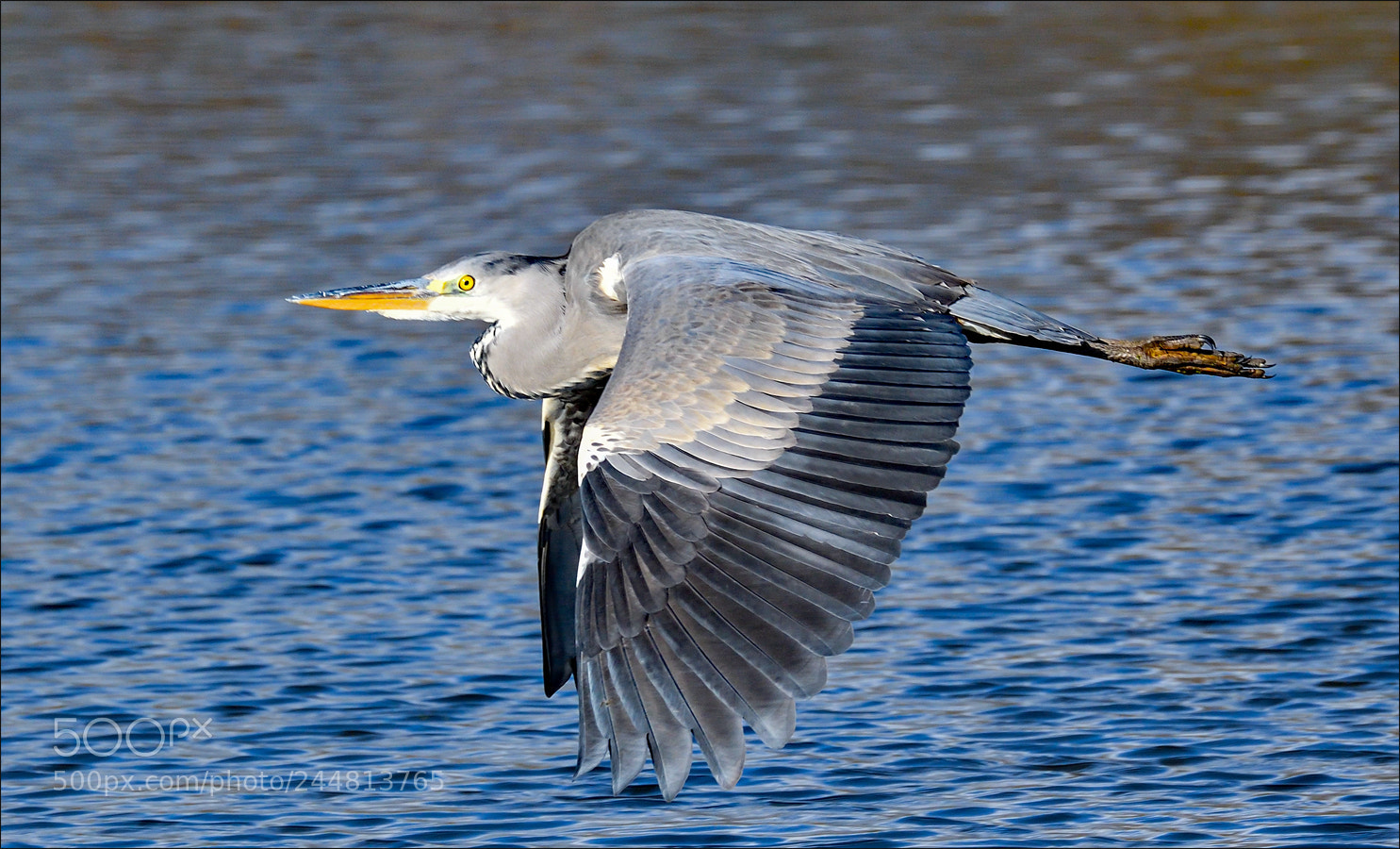 Nikon D500 sample photo. Blauwe reiger photography