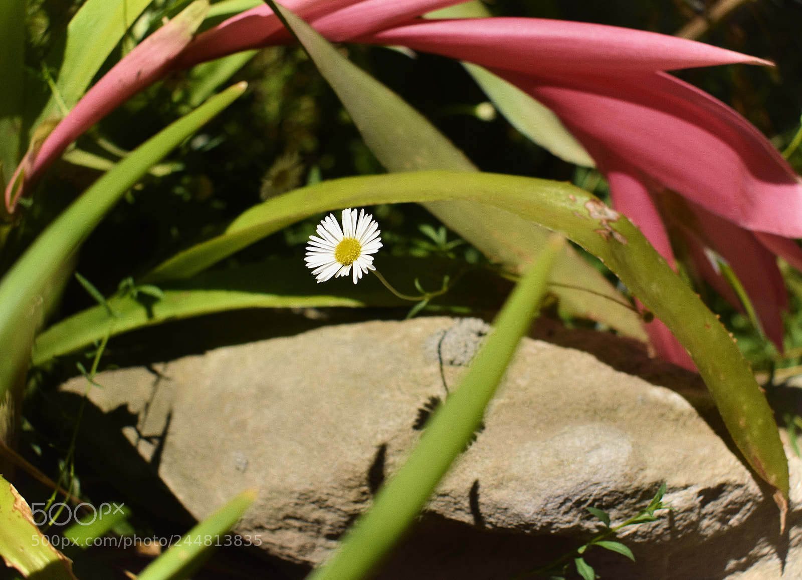 Nikon D3400 sample photo. Flower photography