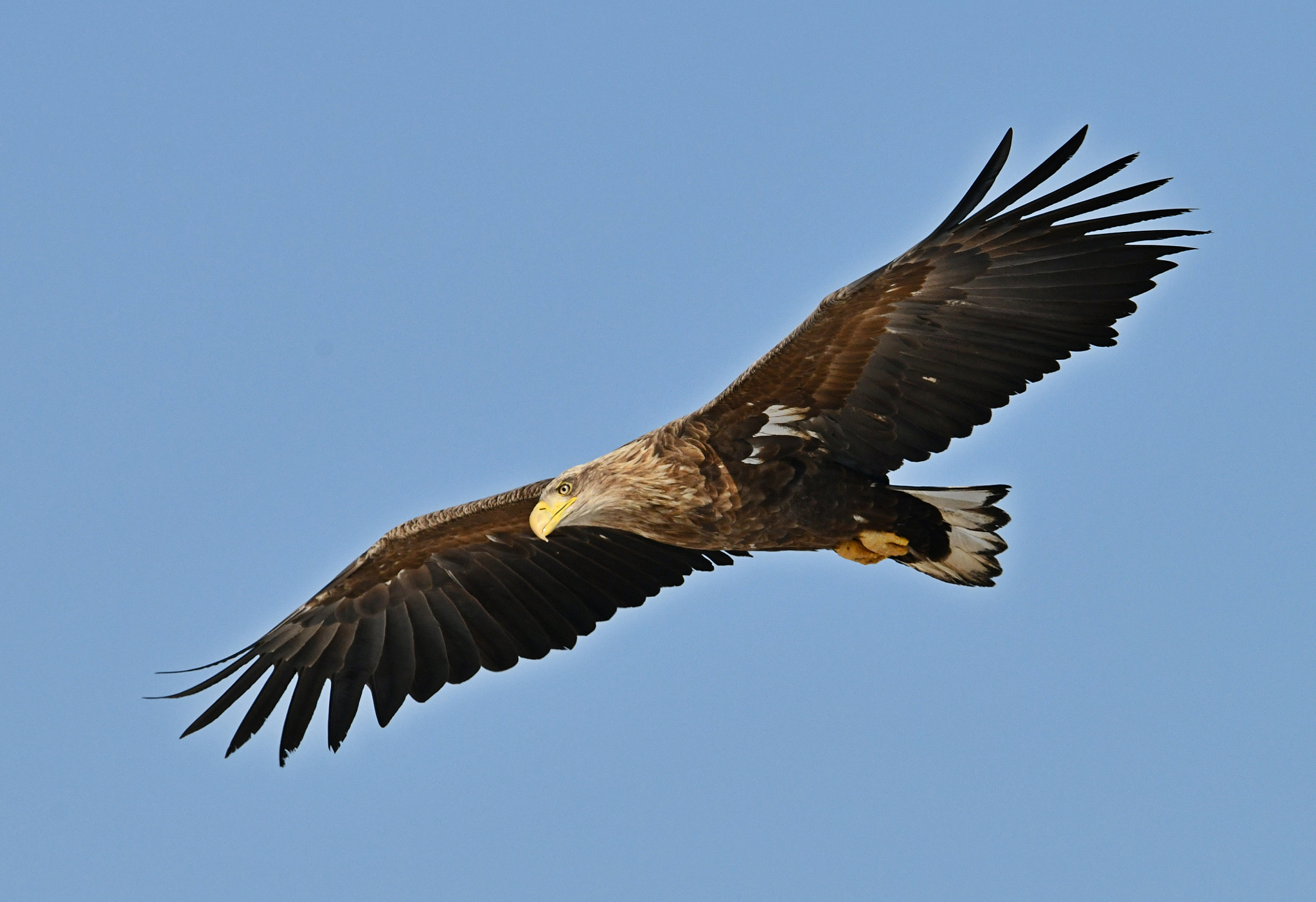 Nikon AF-S Nikkor 600mm F4G ED VR sample photo. White tailed sea eagle 흰꼬리수리 photography