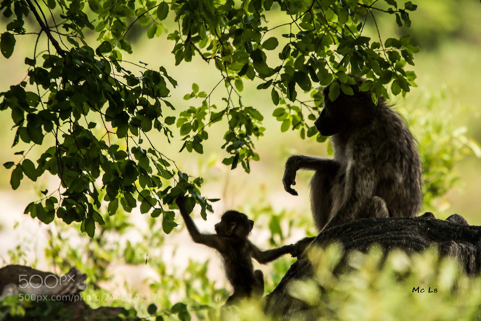 Nikon D7100 sample photo. Babouin - kruger park photography