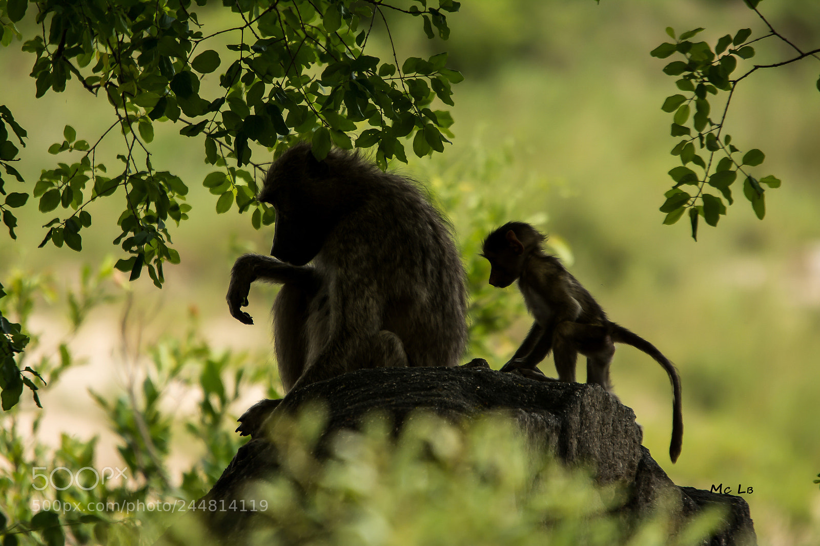 Nikon D7100 sample photo. Babouin - kruger park photography