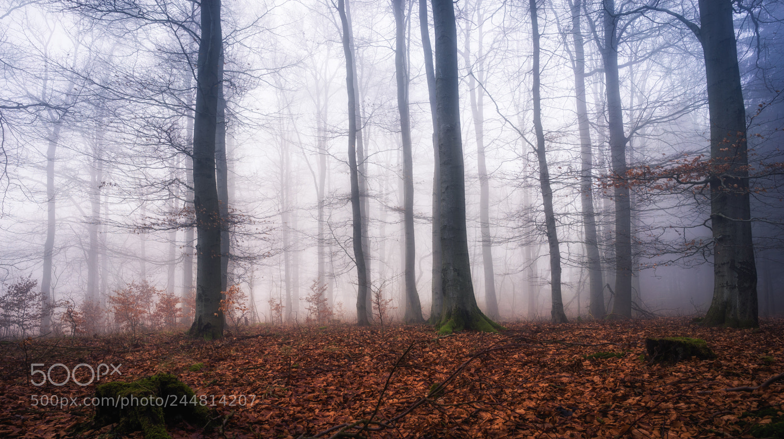 Sony a7 sample photo. Misty day photography
