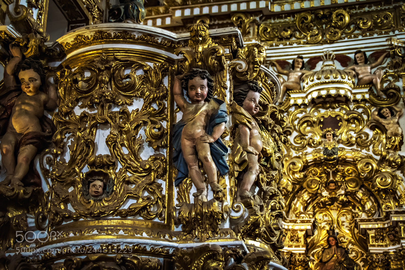 Nikon D500 sample photo. Golden pulp of the photography