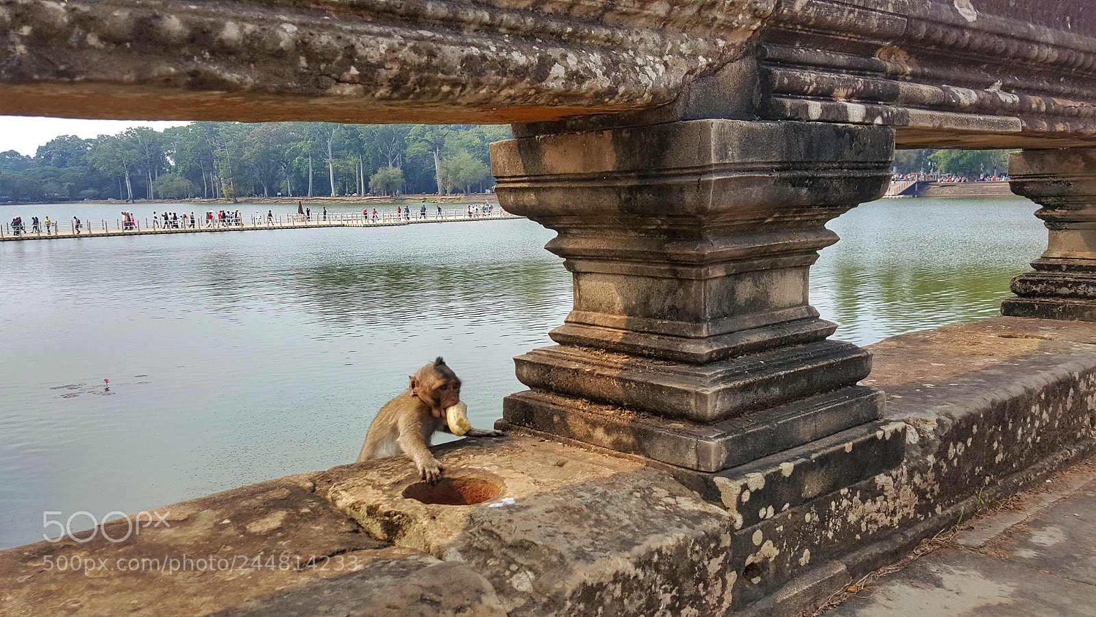 Samsung Galaxy Note5 sample photo. Try hard to live... photography