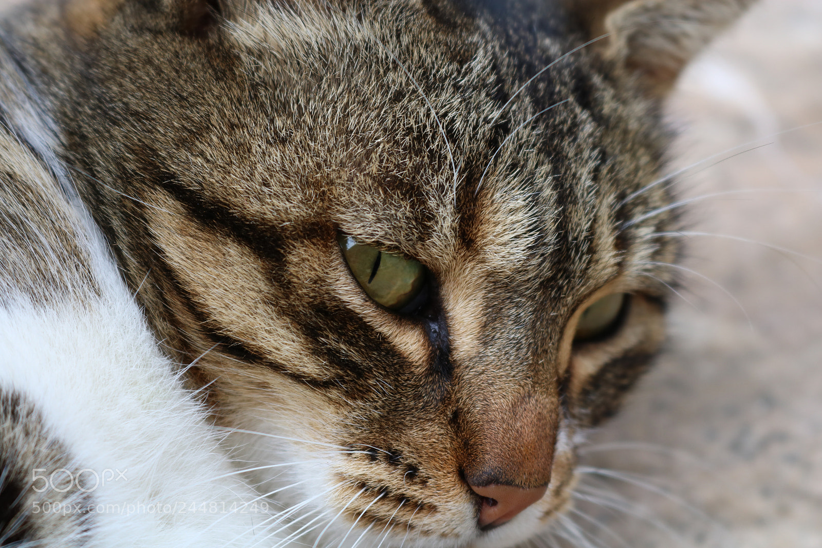 Canon EOS 750D (EOS Rebel T6i / EOS Kiss X8i) sample photo. My cat 1 photography