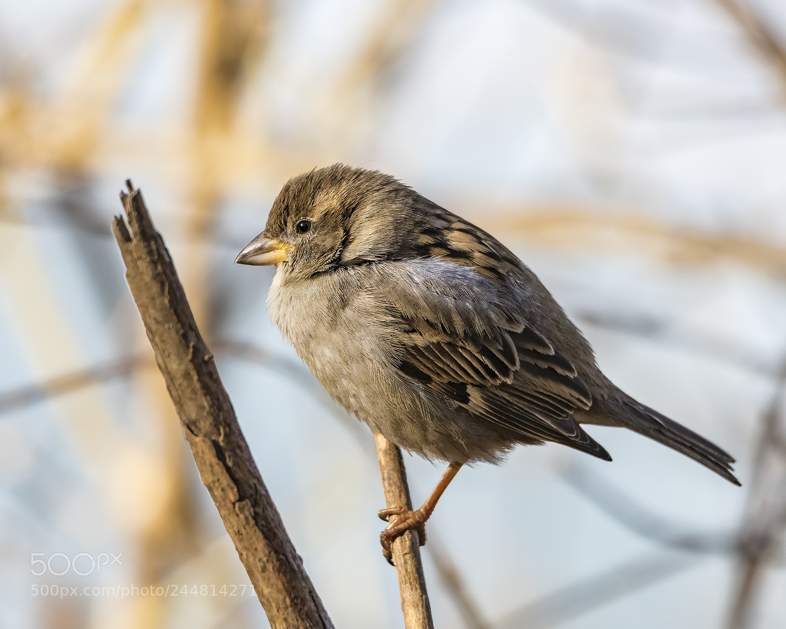 Canon EOS 7D Mark II sample photo. House sparrow (female) photography