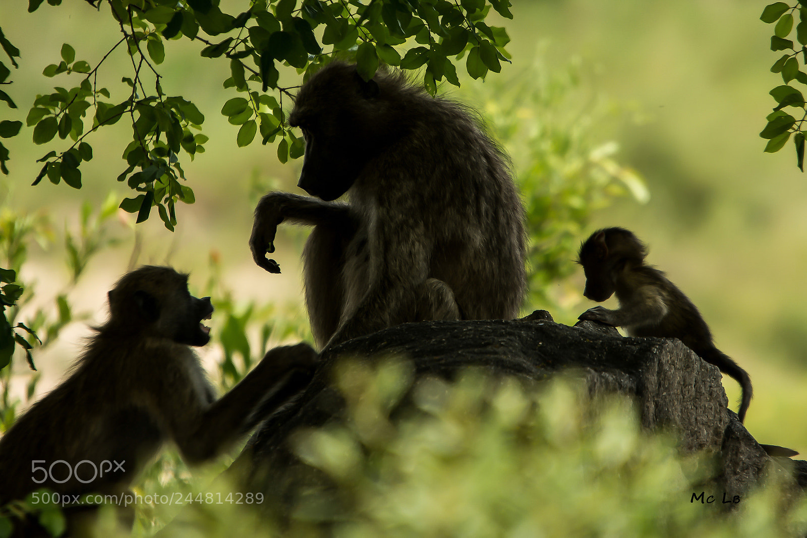 Nikon D7100 sample photo. Babouin - kruger park photography