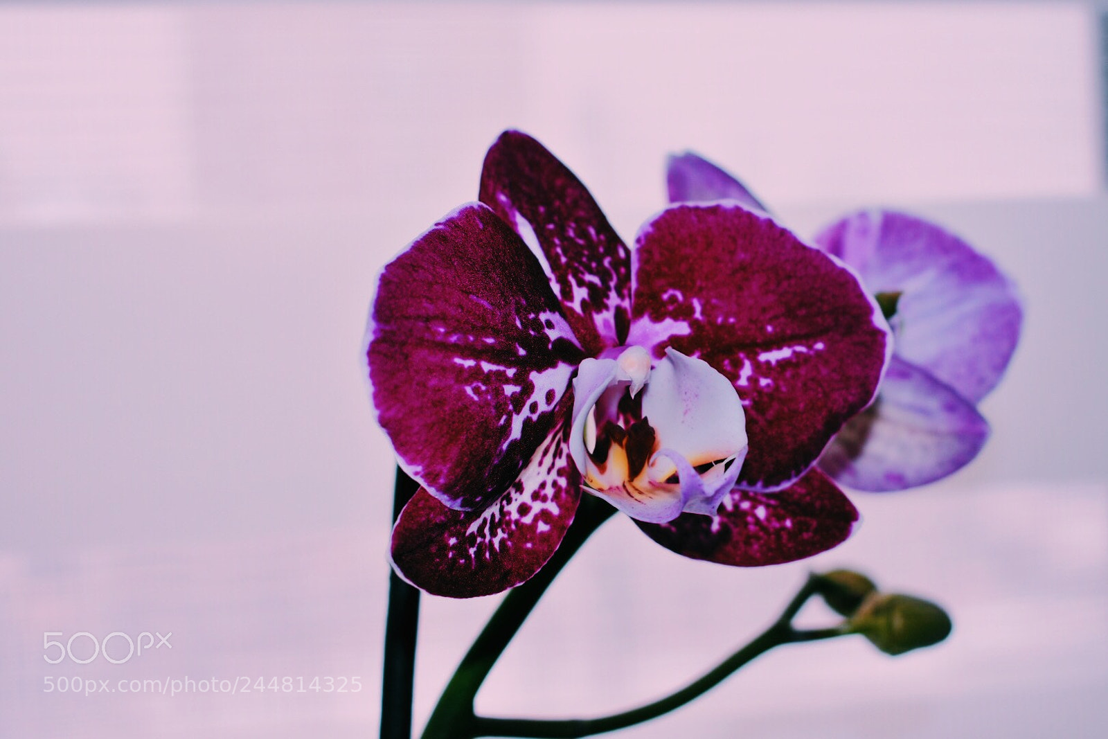 Nikon D3400 sample photo. Untitled photography