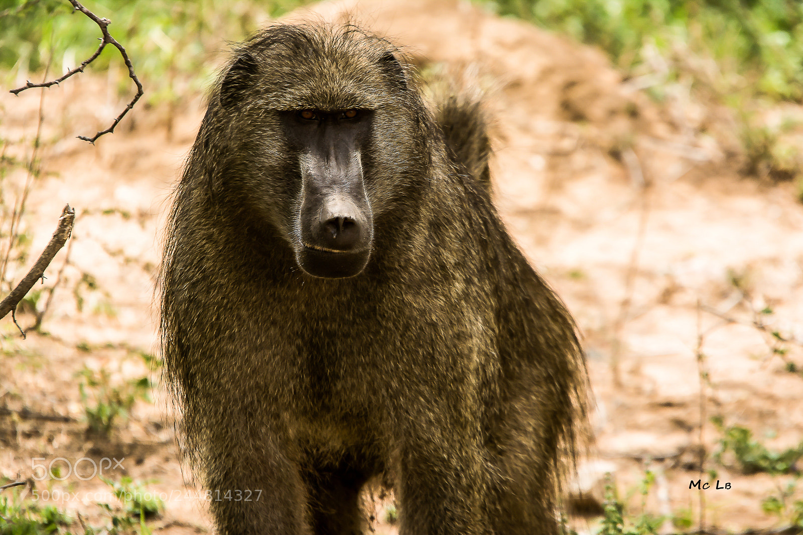 Nikon D7100 sample photo. Babouin - kruger park photography