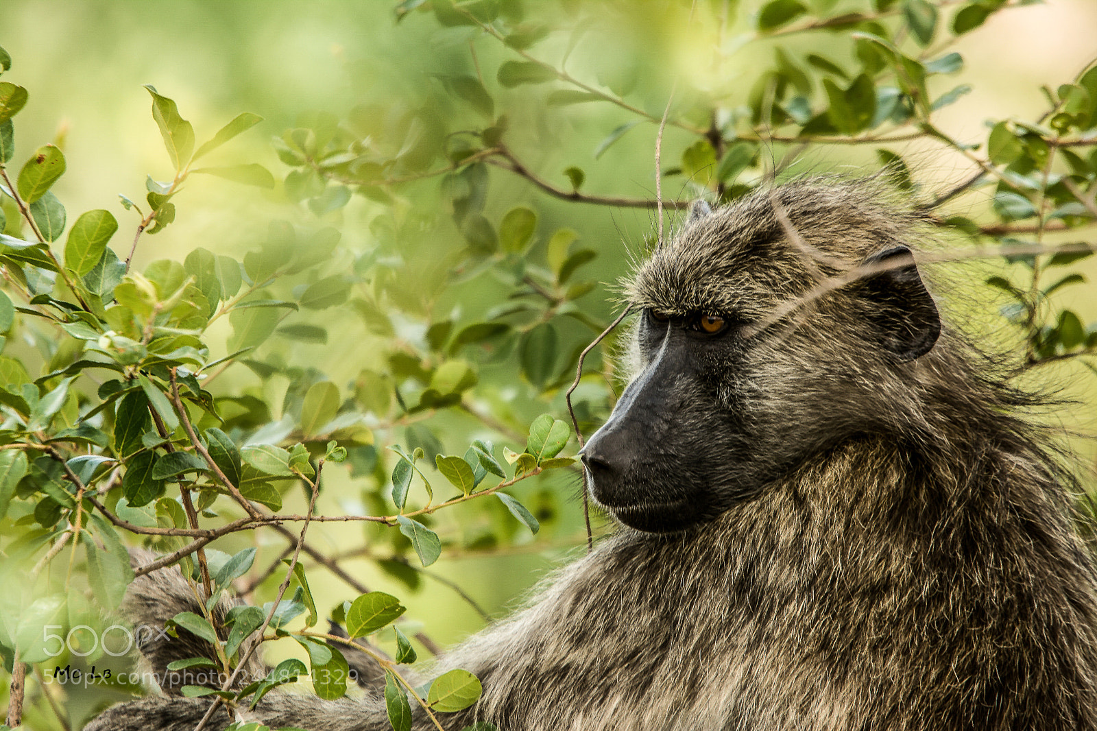 Nikon D7100 sample photo. Babouin - kruger park photography