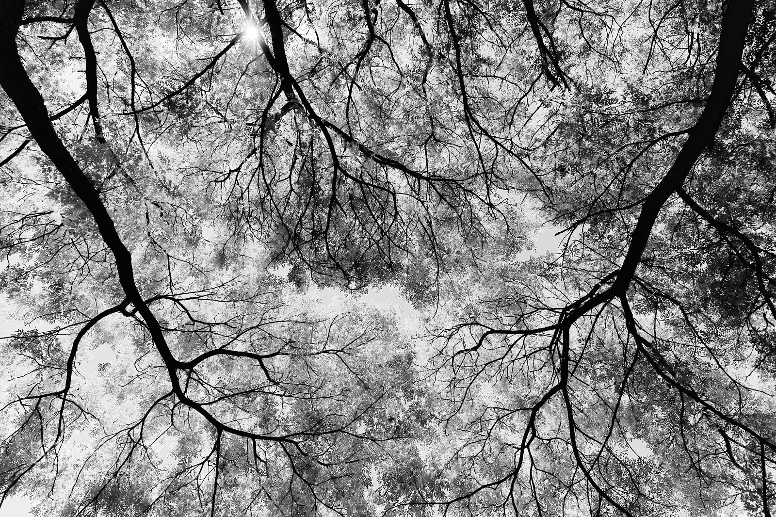 Nikon D3400 sample photo. Veins photography