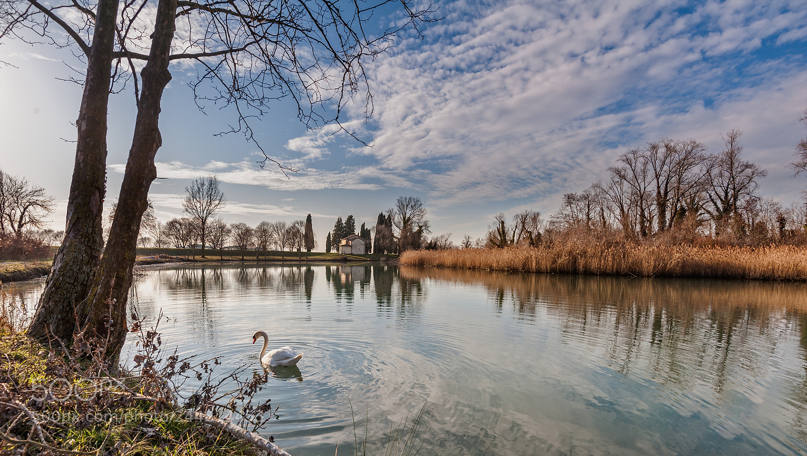 Nikon D700 sample photo. Tranquil scene with swan photography