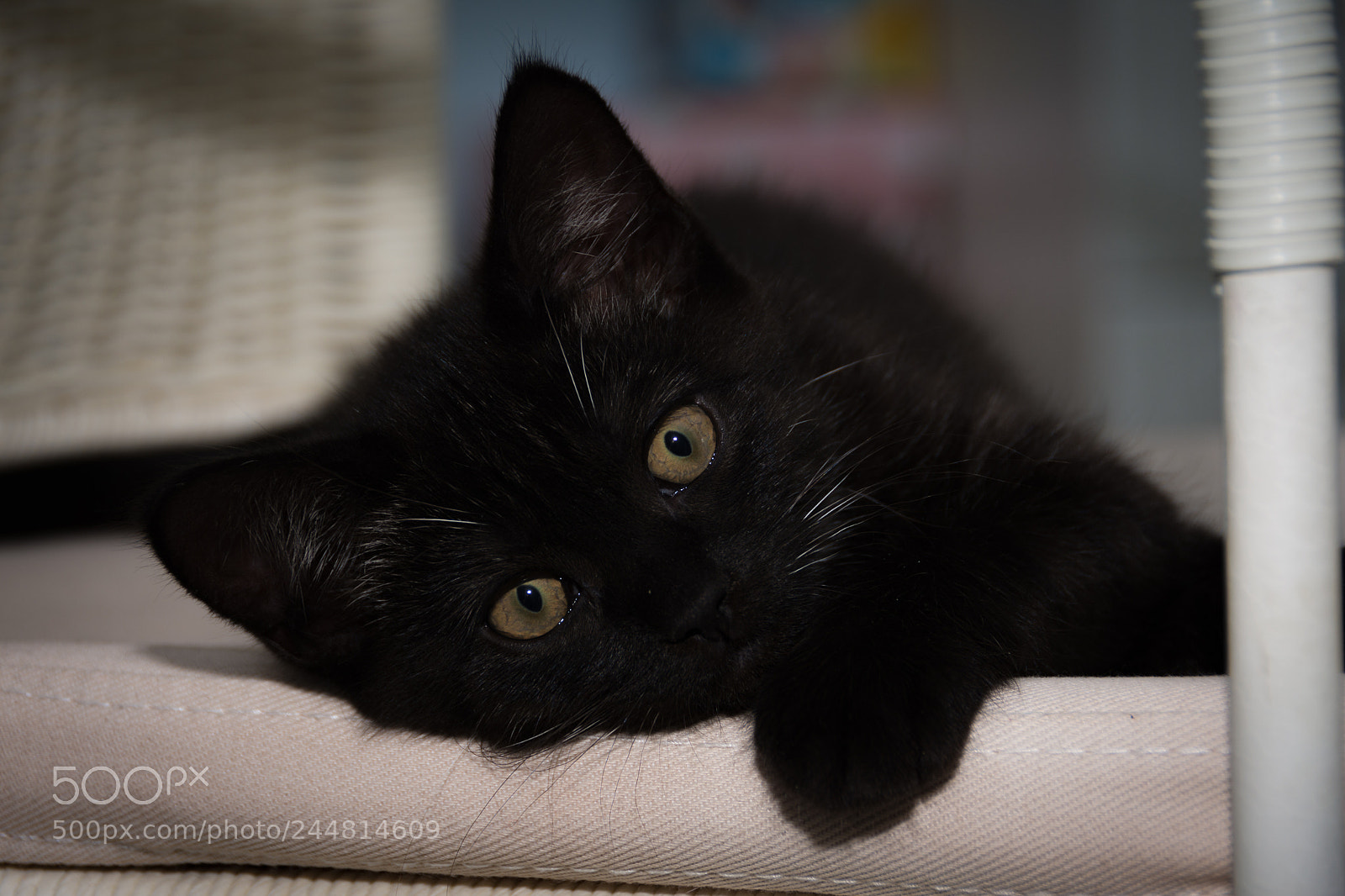 Nikon D7200 sample photo. Kitten photography
