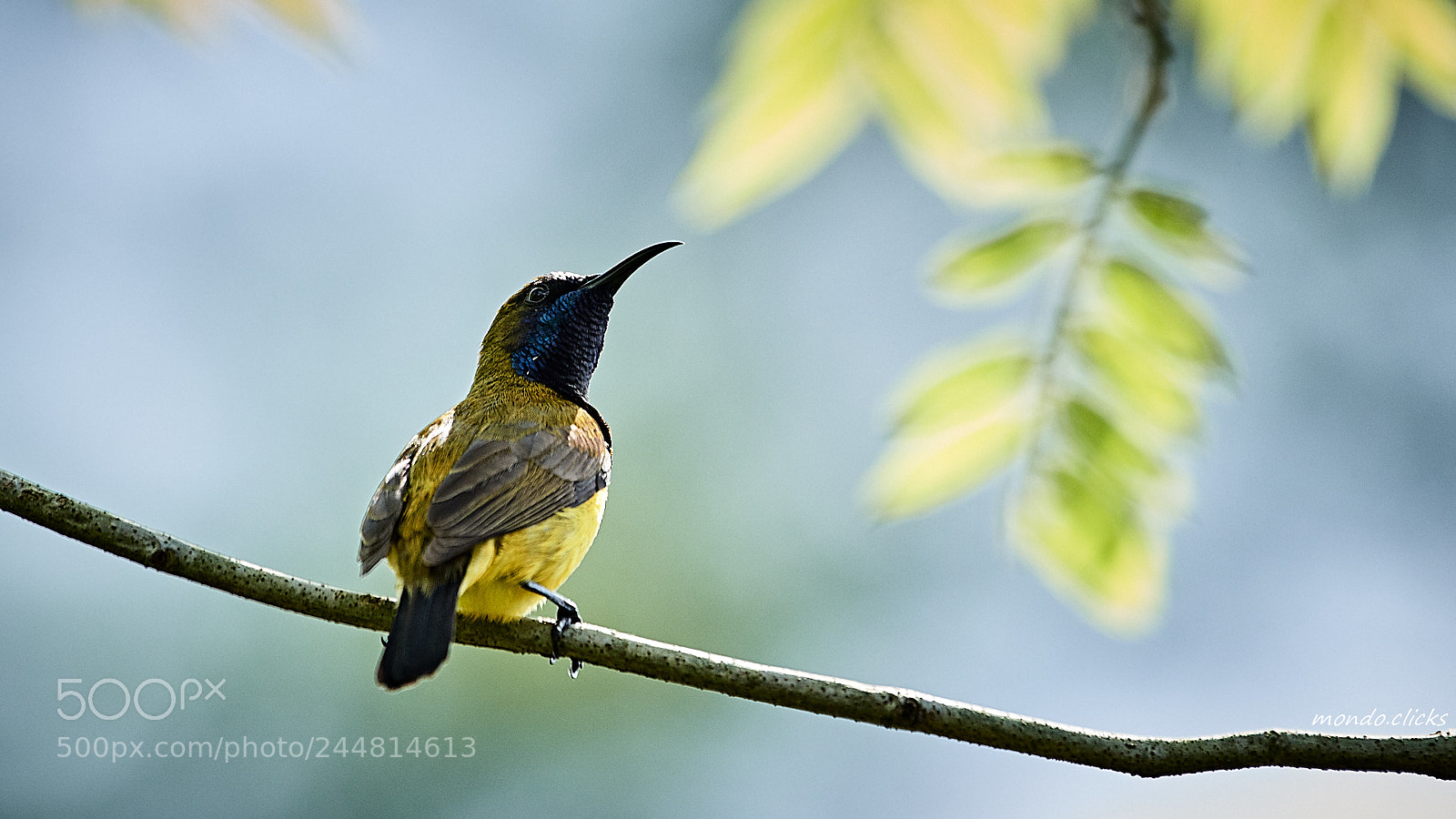 Nikon D500 sample photo. Male olive-backed sunbird photography