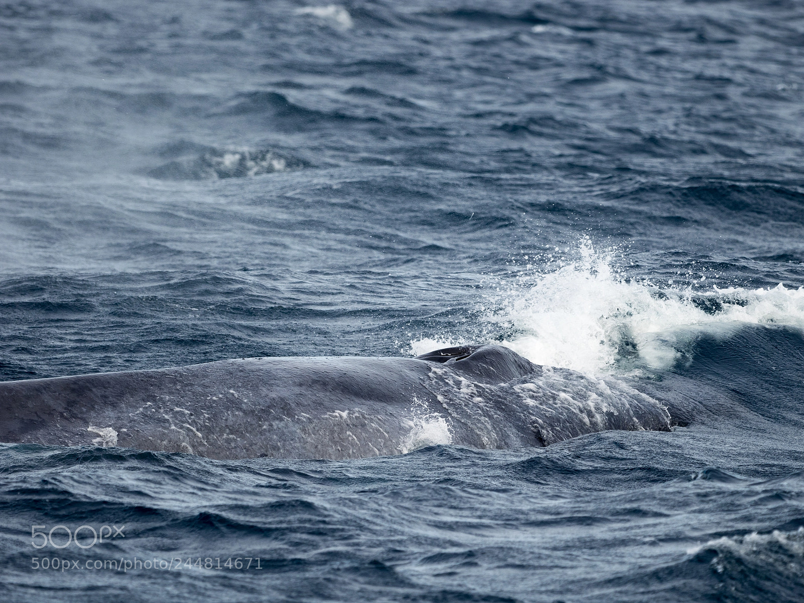 Olympus OM-D E-M1 sample photo. Blue whale photography