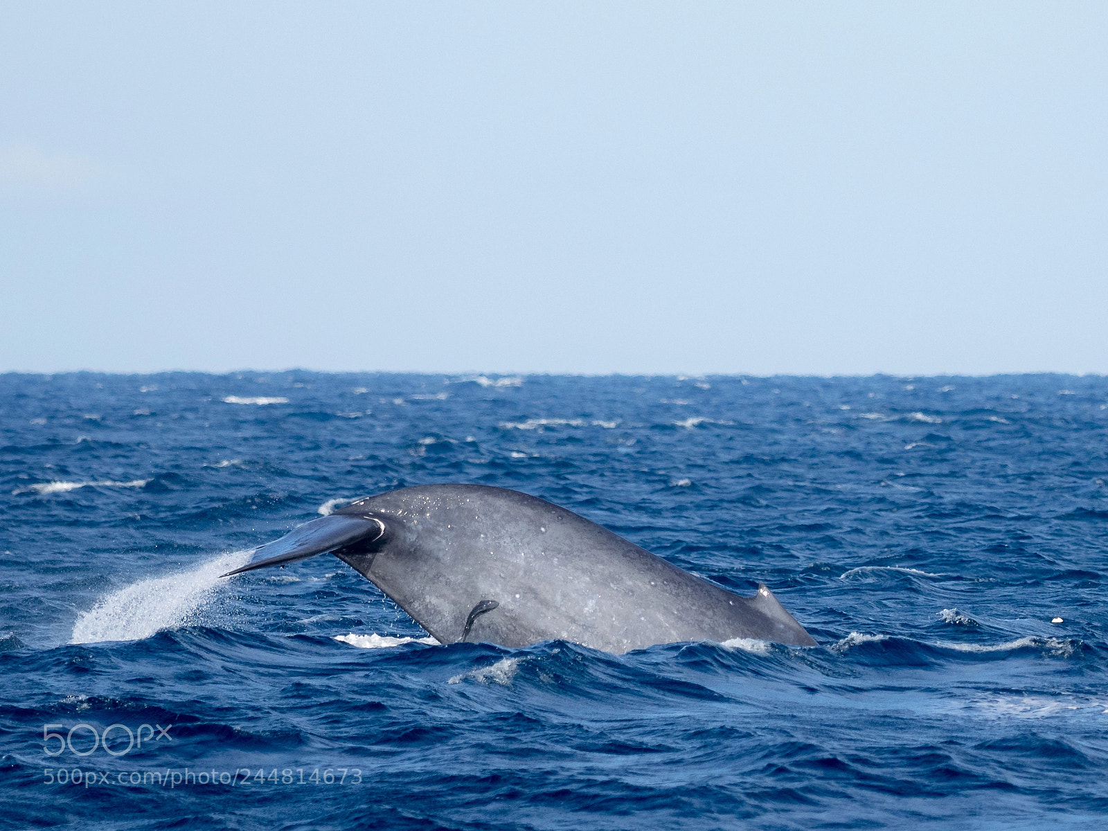 Olympus OM-D E-M1 sample photo. Blue whale photography